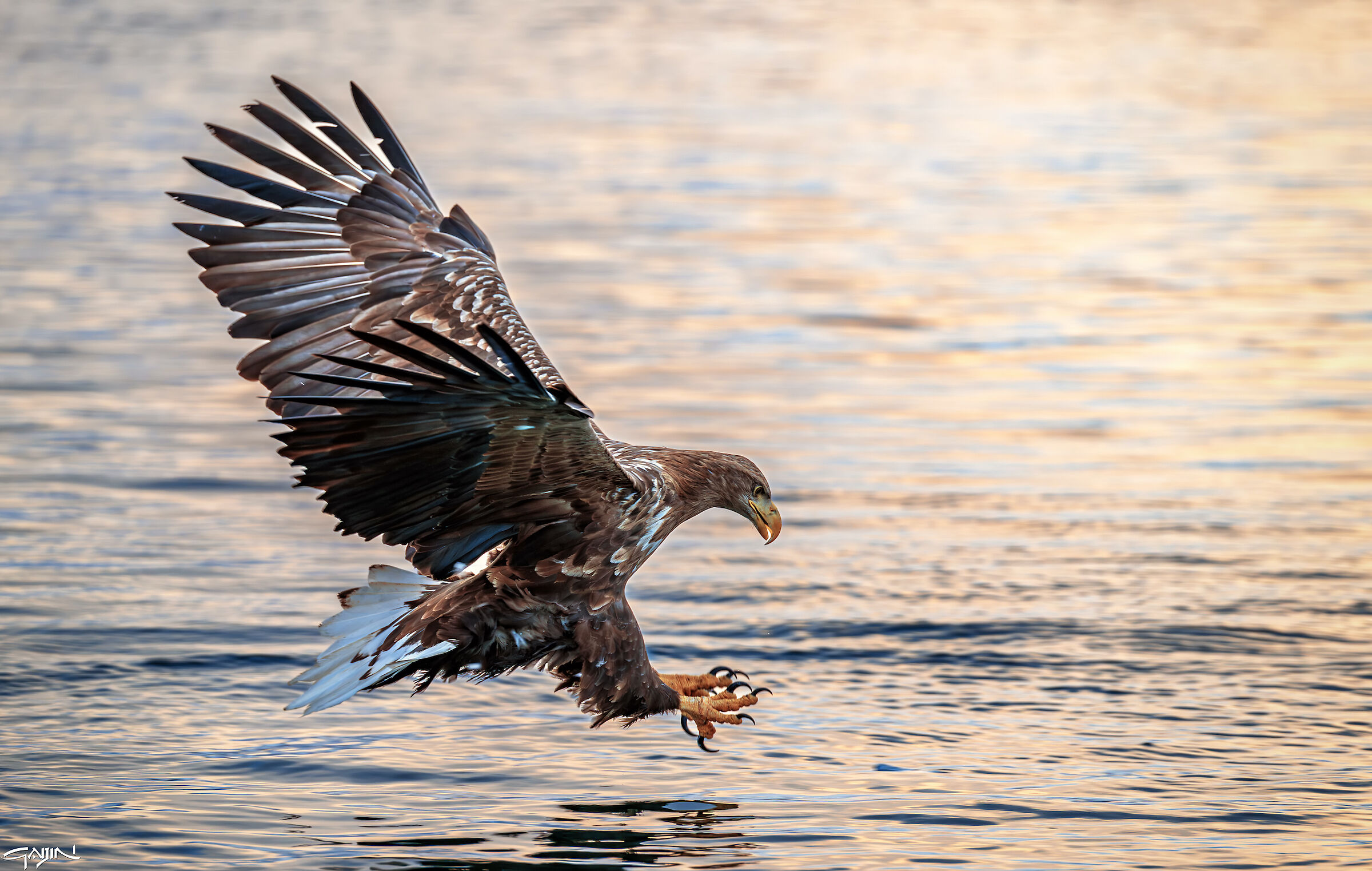 Swooping Eagle