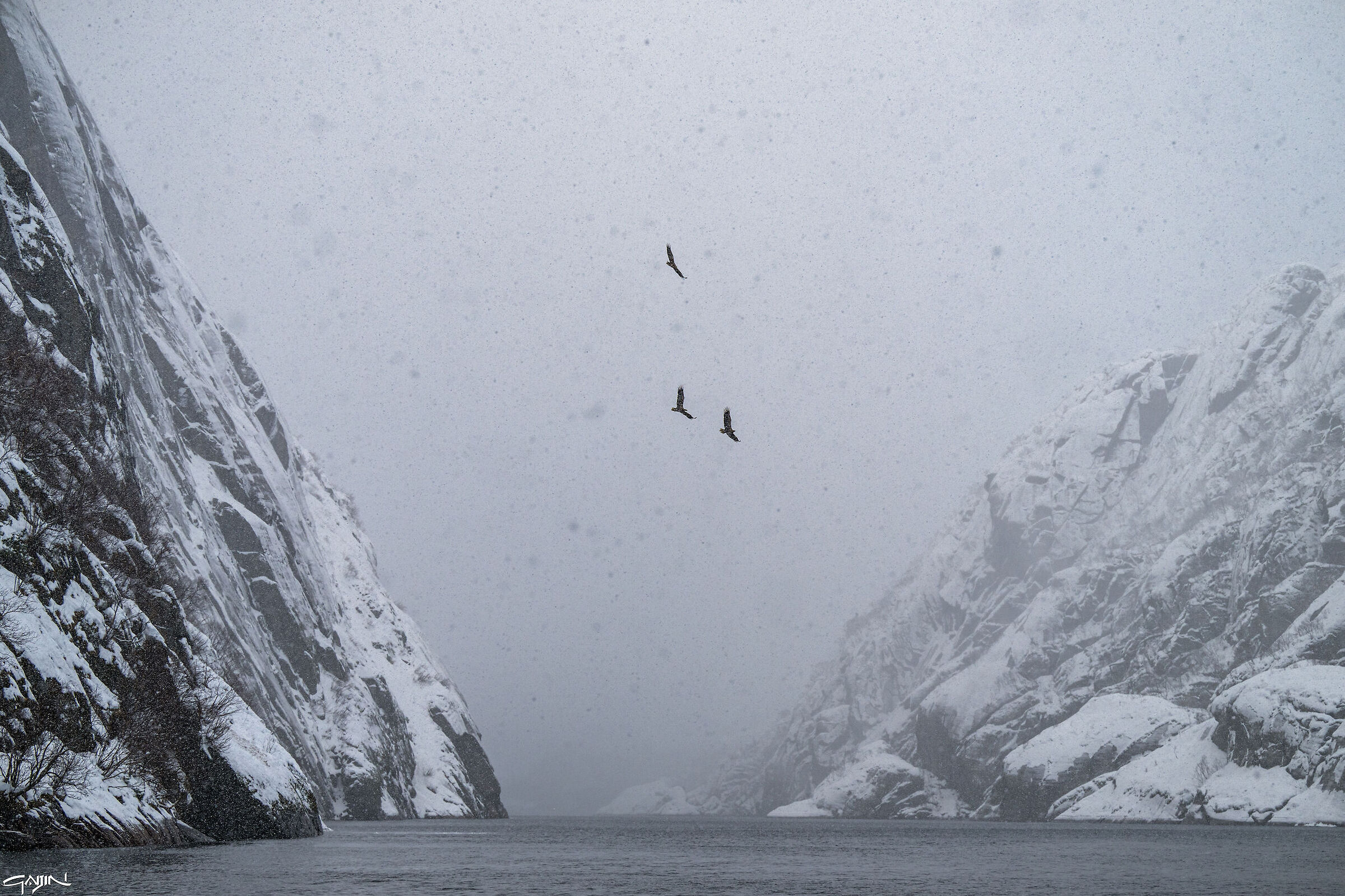 Eagles in the Trollfjord
