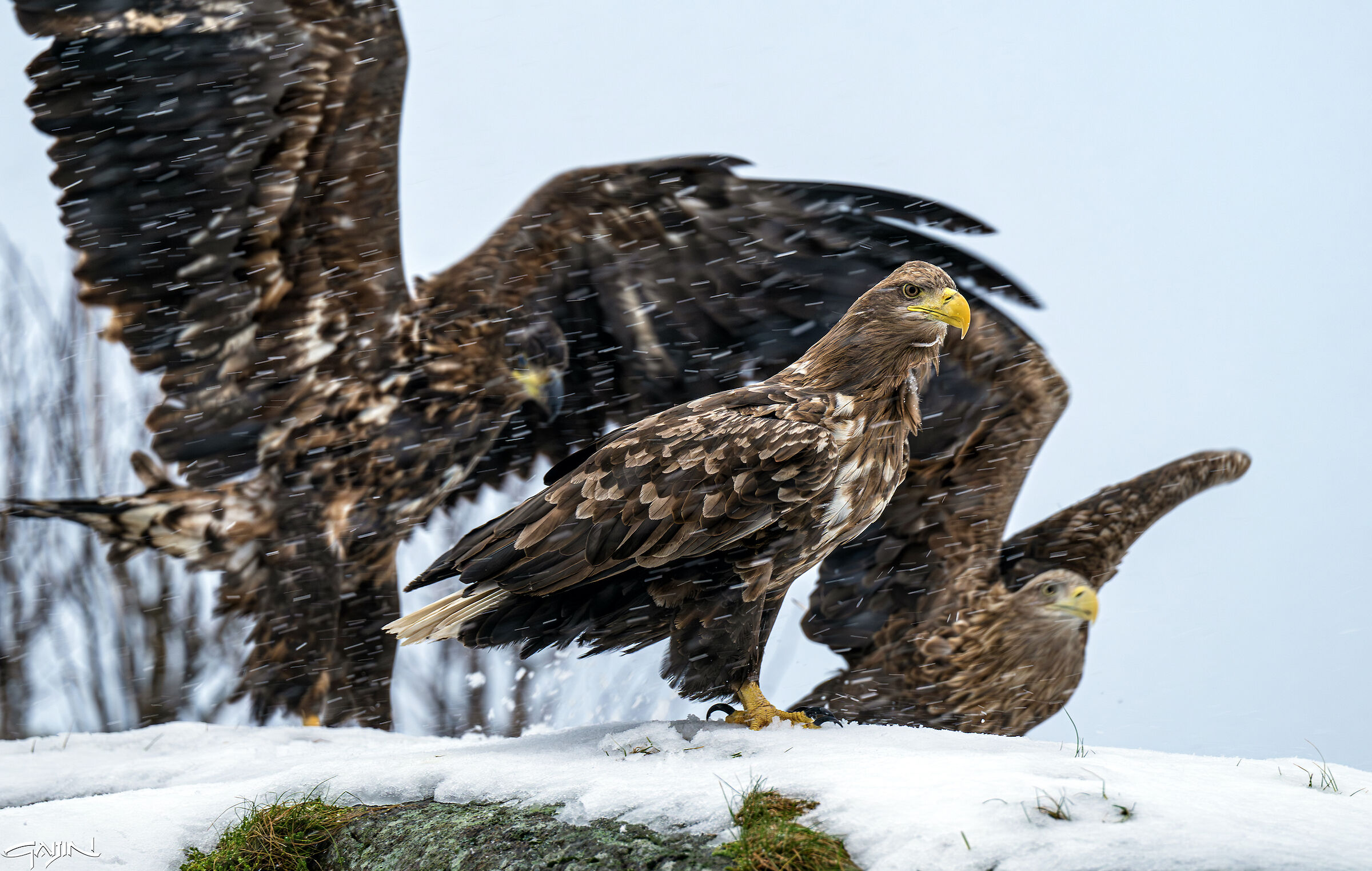 Sea Eagles
