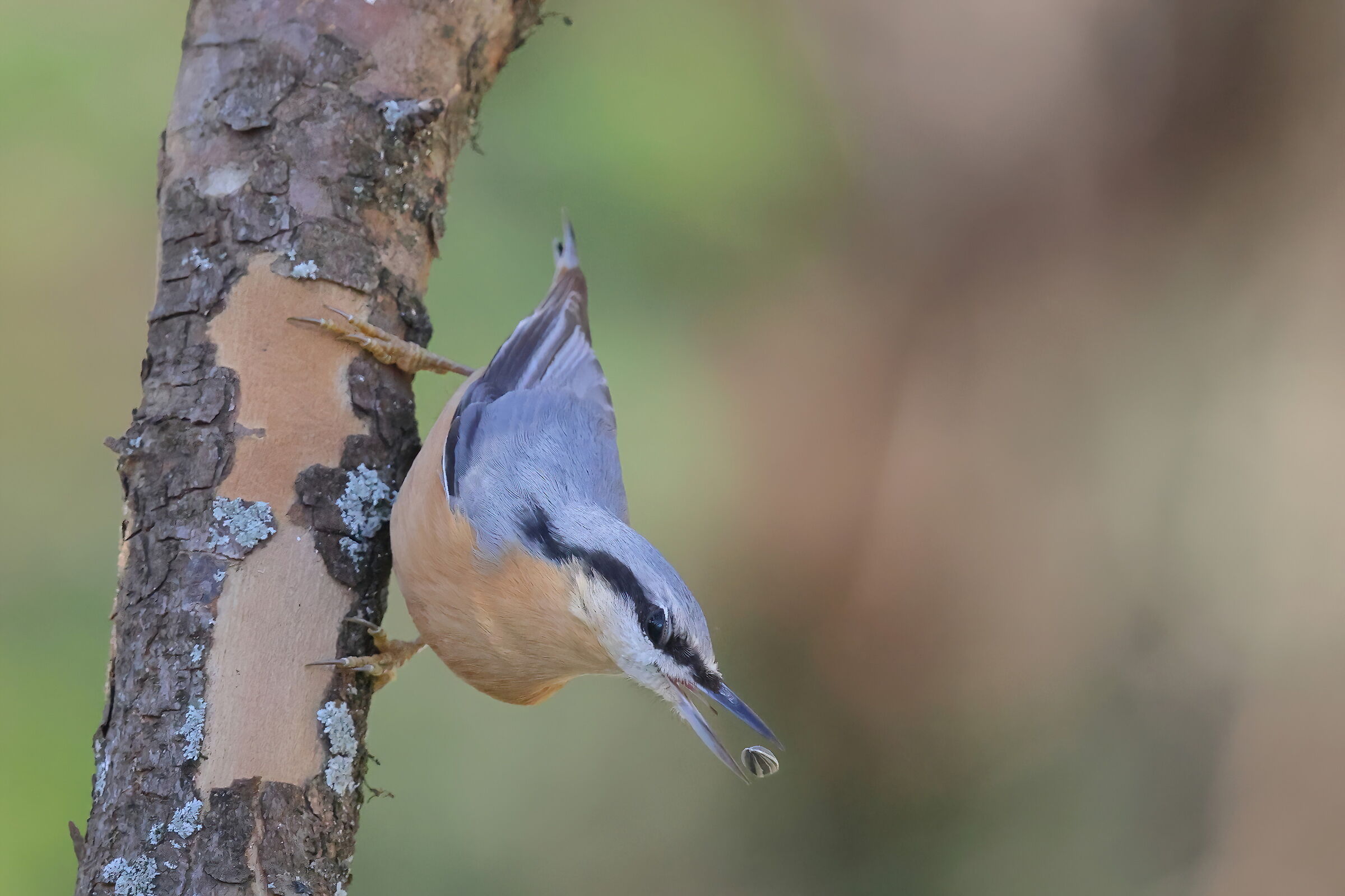 il picchio muratore ed il seme di girasole