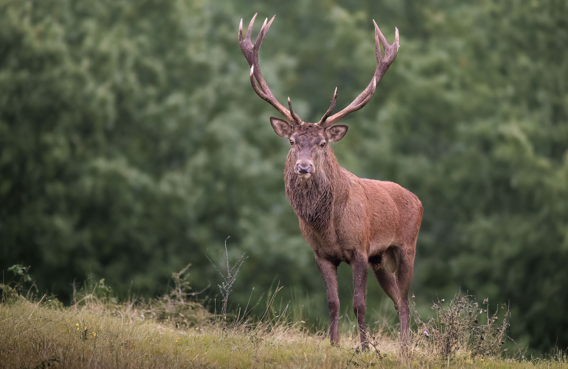 Suspicious Deer