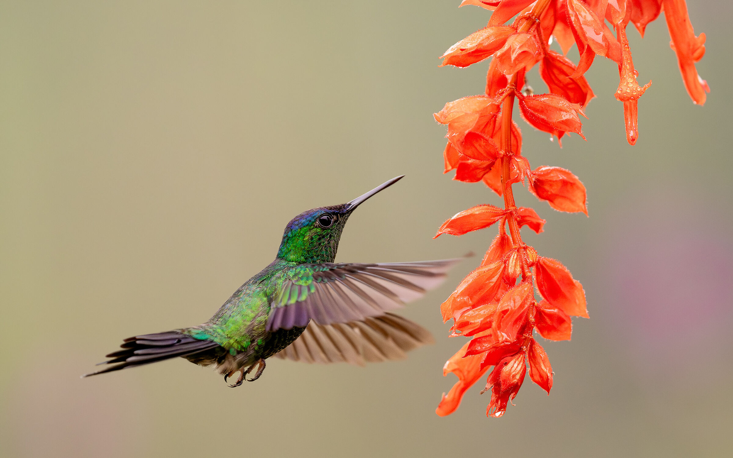 Colibri