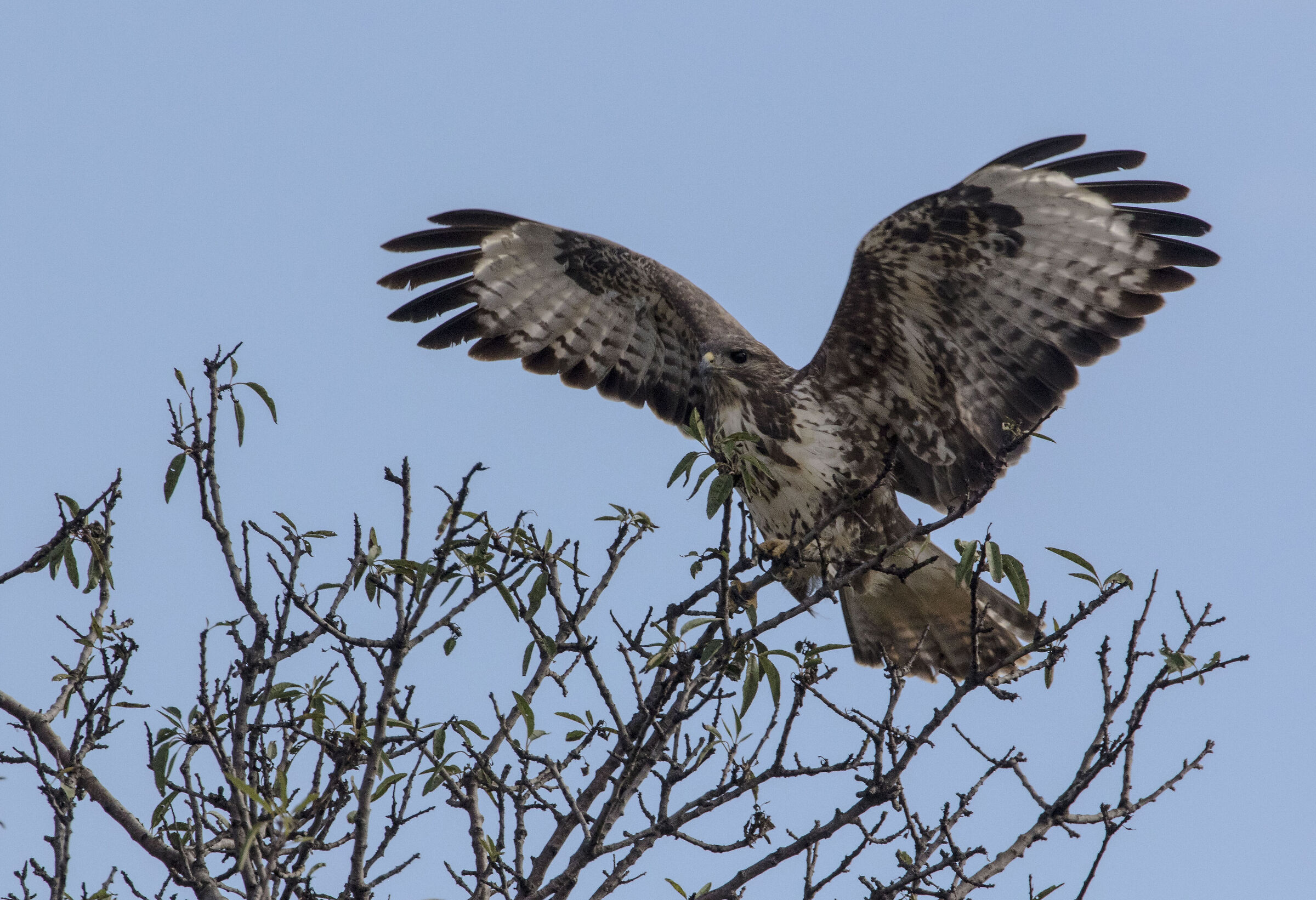 Buzzard in the Murge
