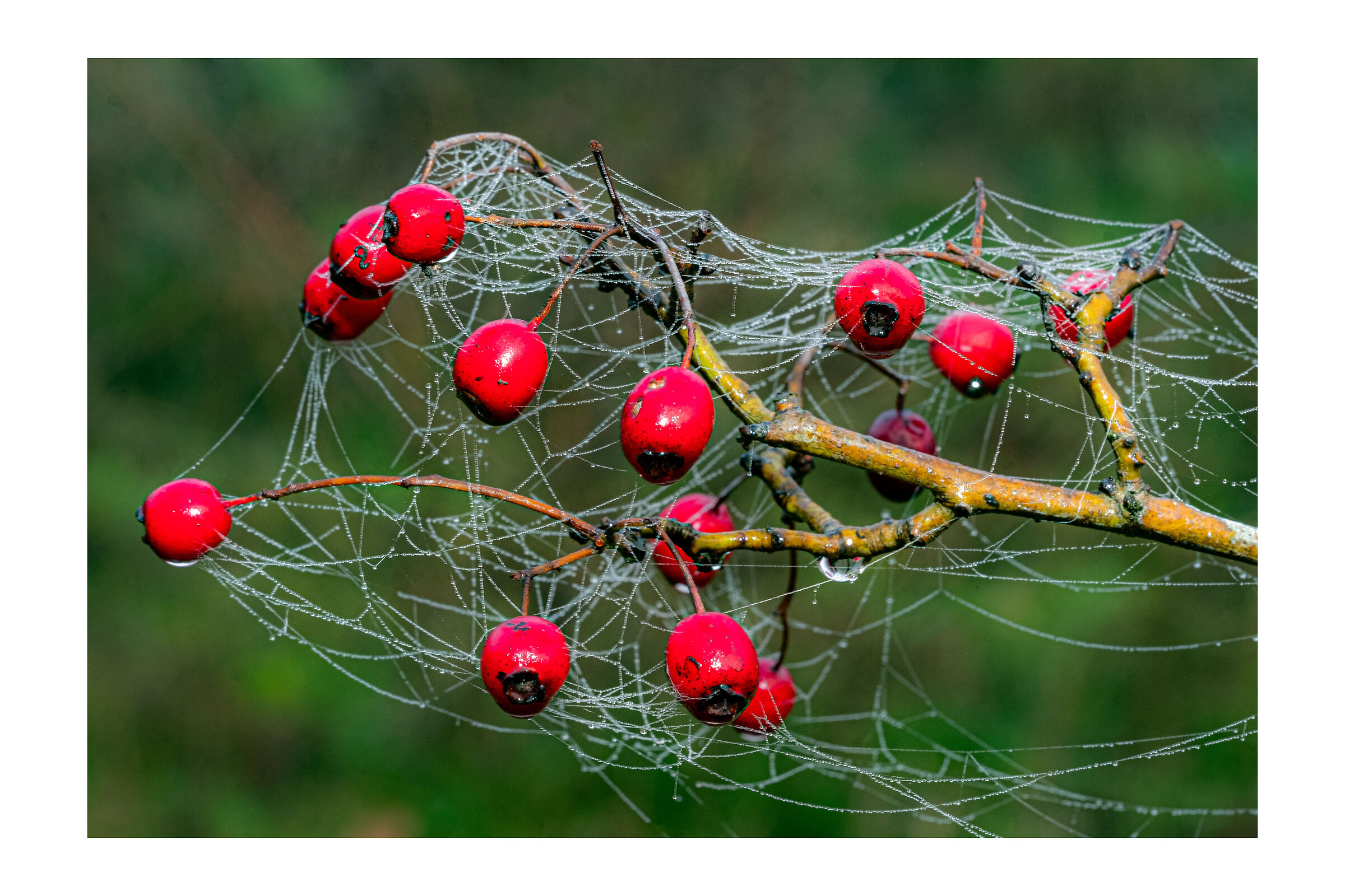 spider web crossings