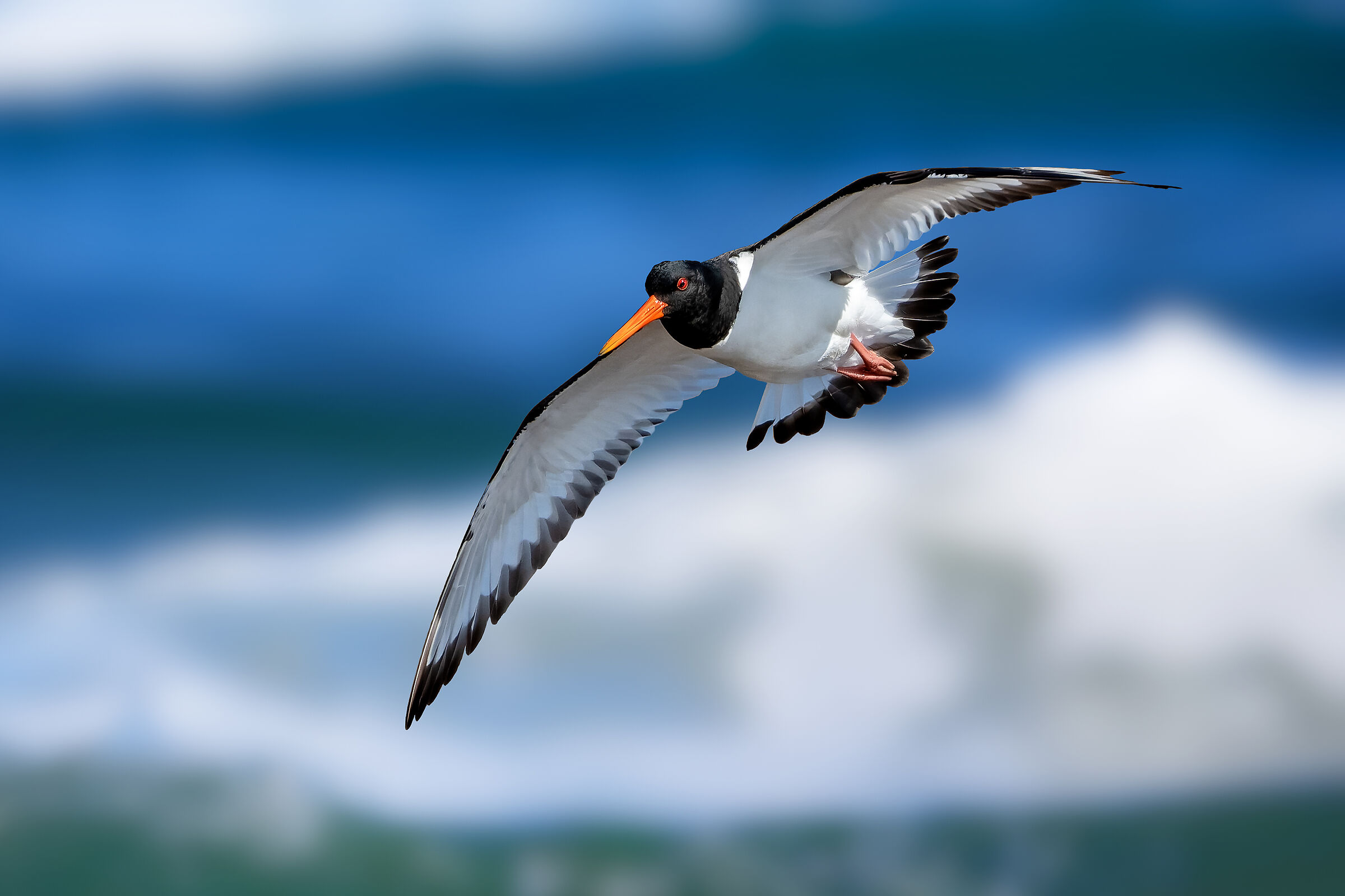 Oystercatcher