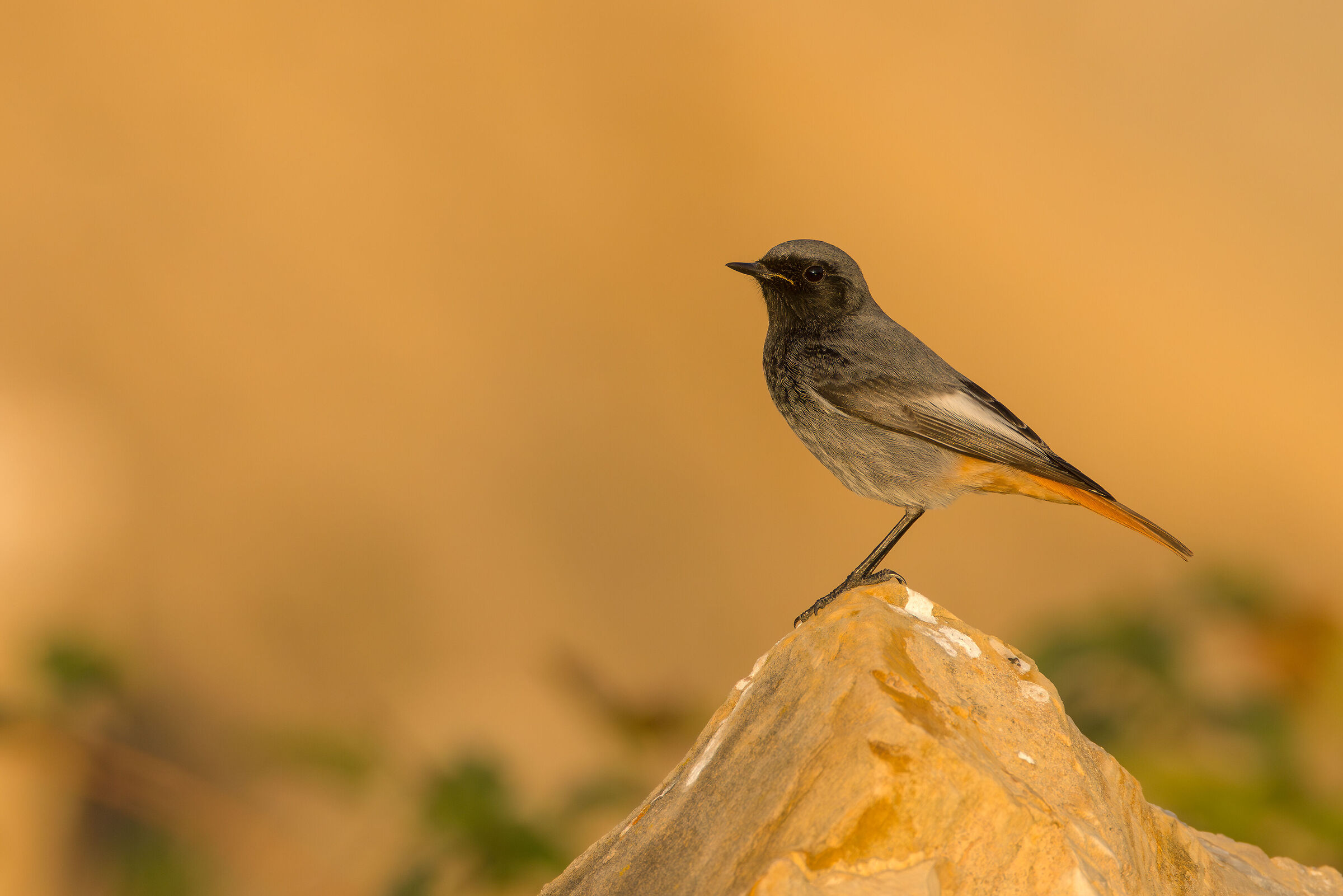 Black redstart