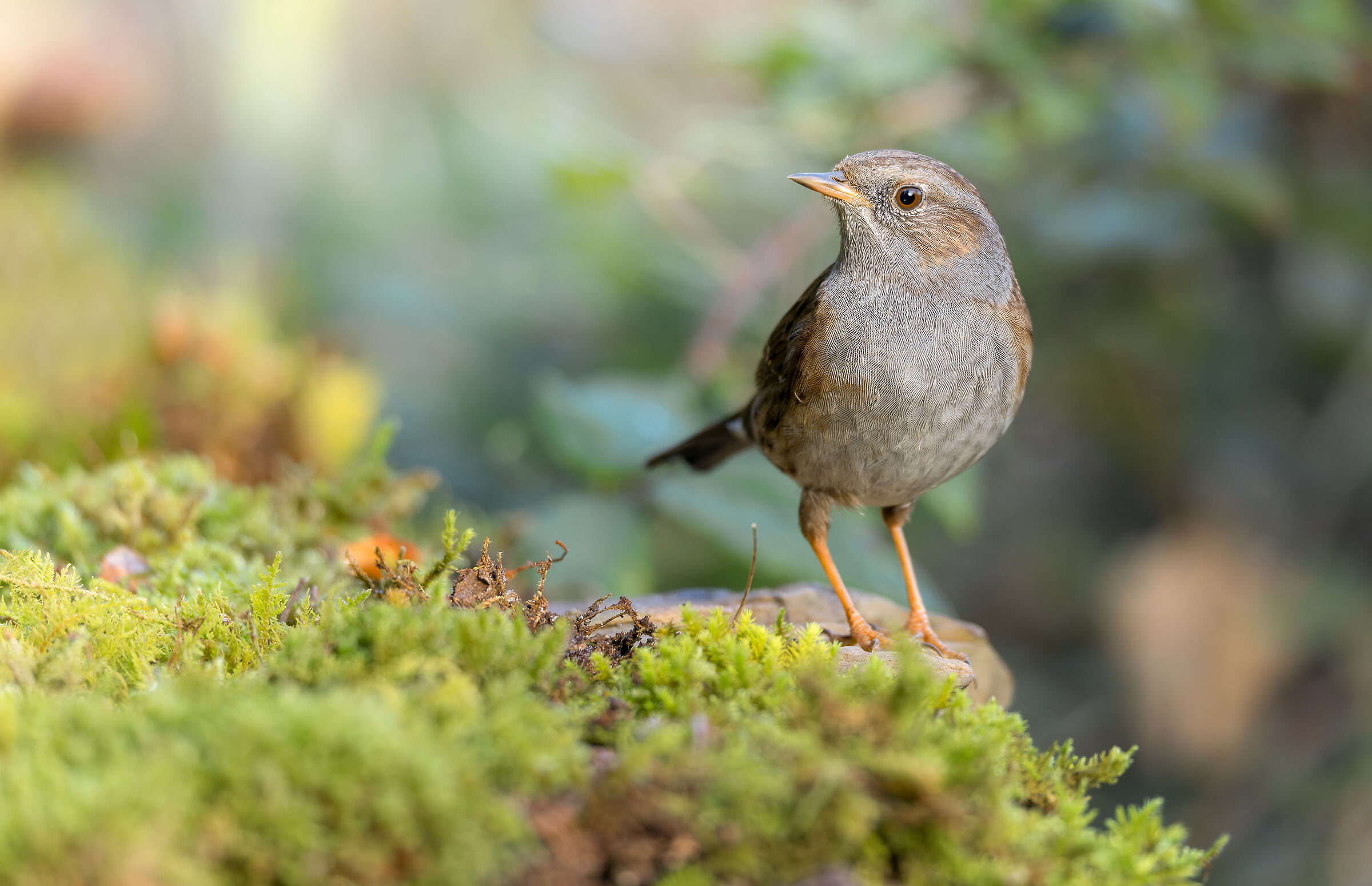 dunnock