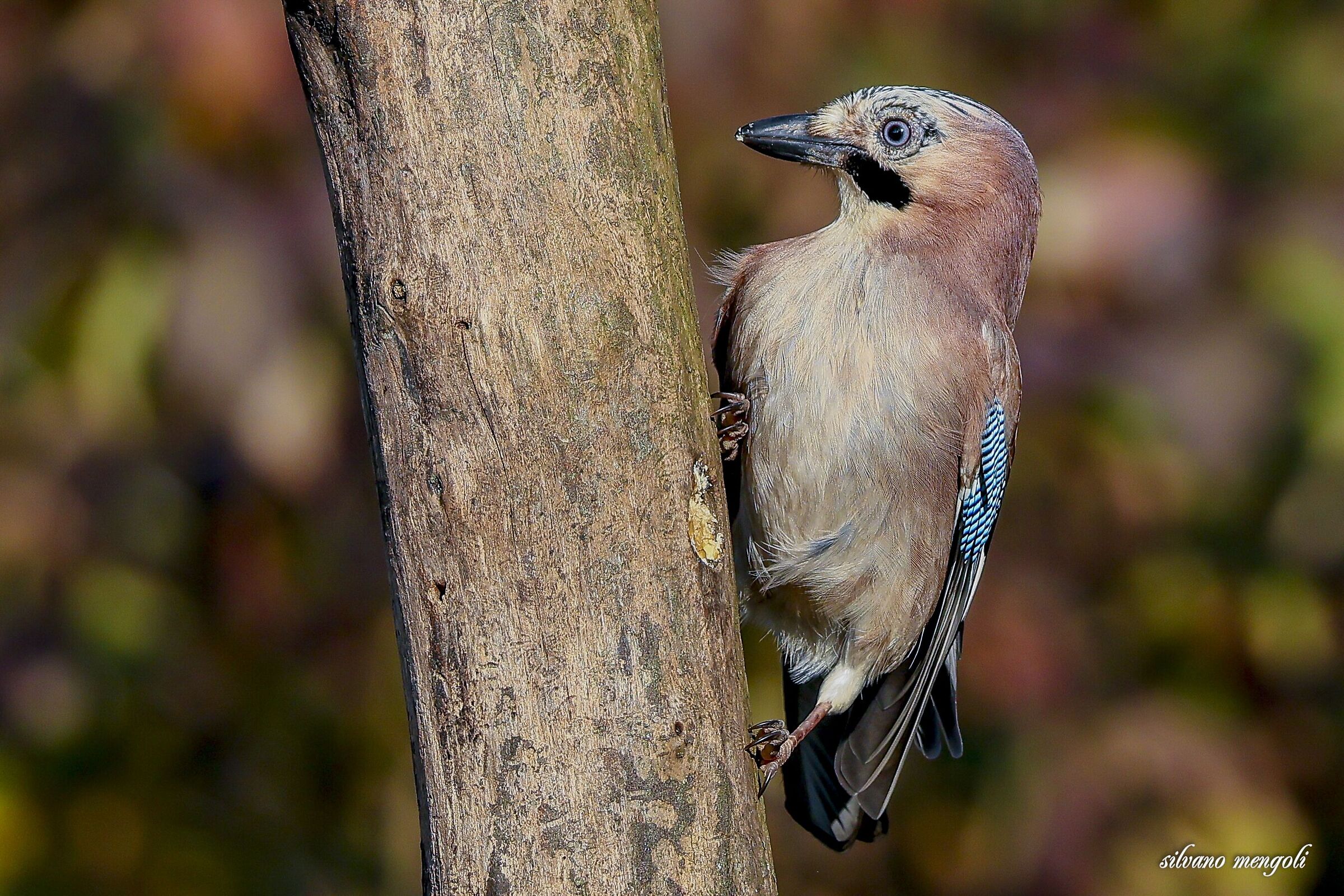 Jay
