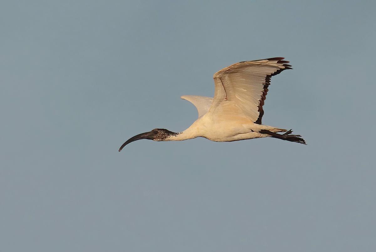 Ibis sacro in volo