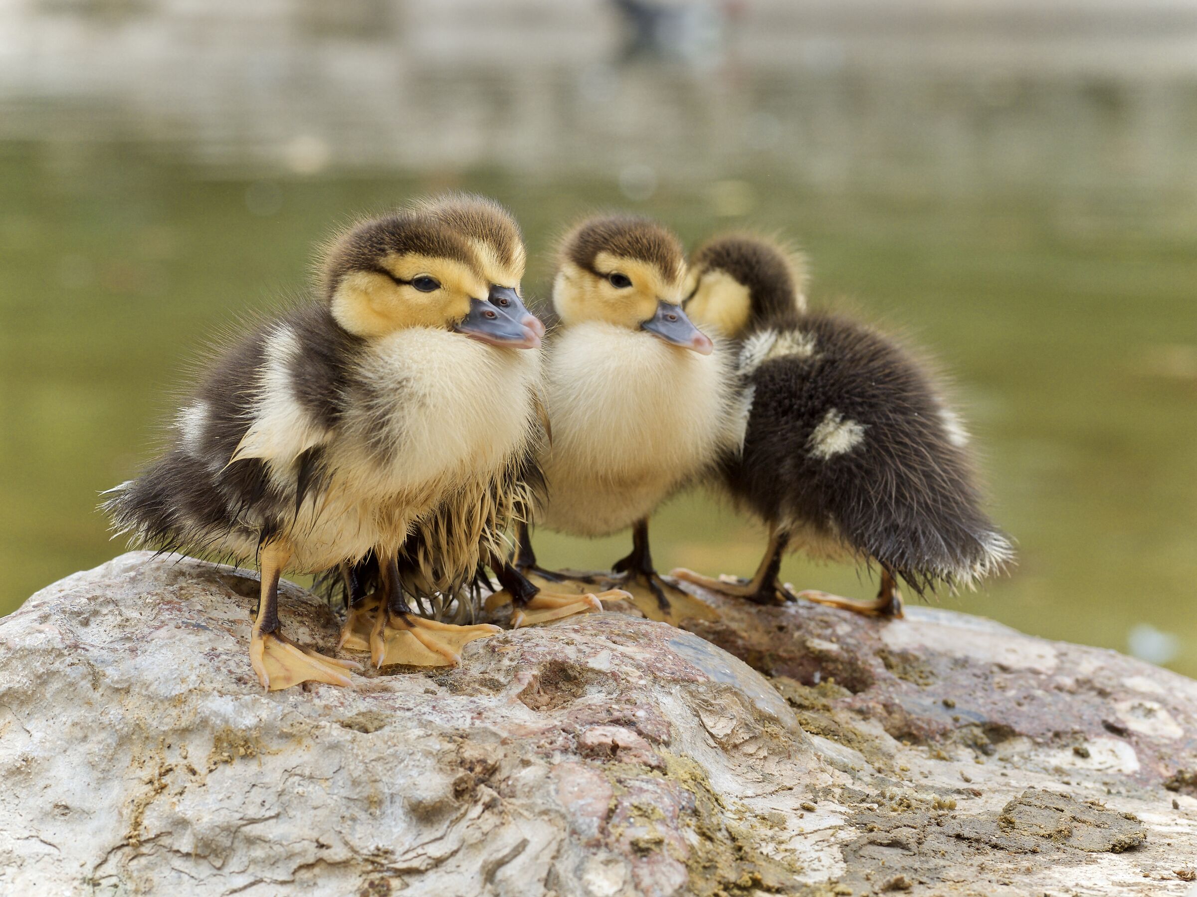 Pulcini di anatra muta o muschiata (cairina moschata)