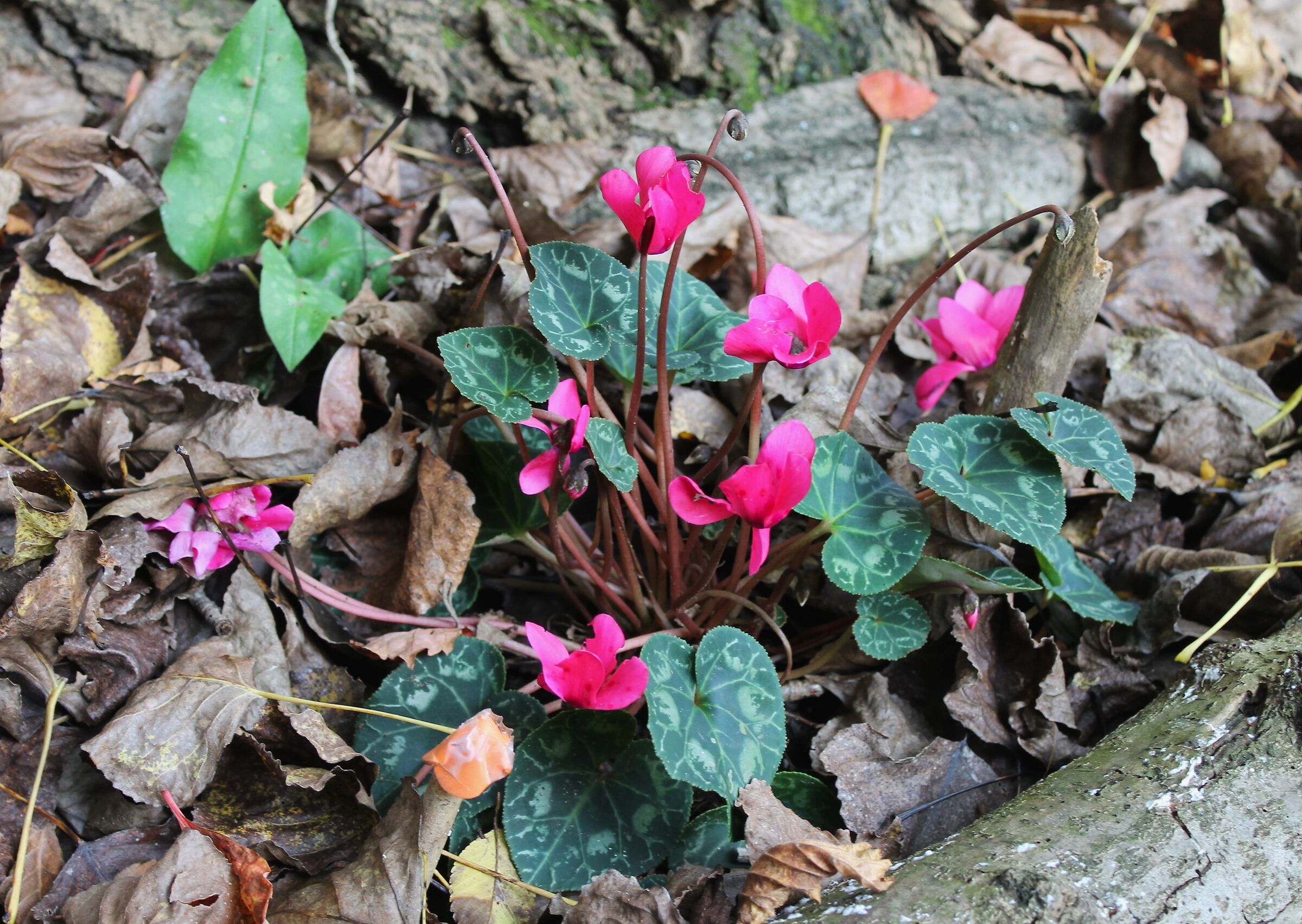 October cyclamen