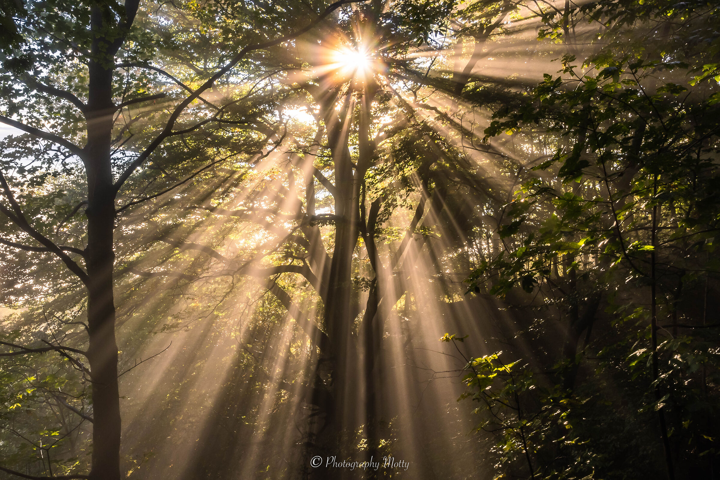 Raggi di luce nel bosco
