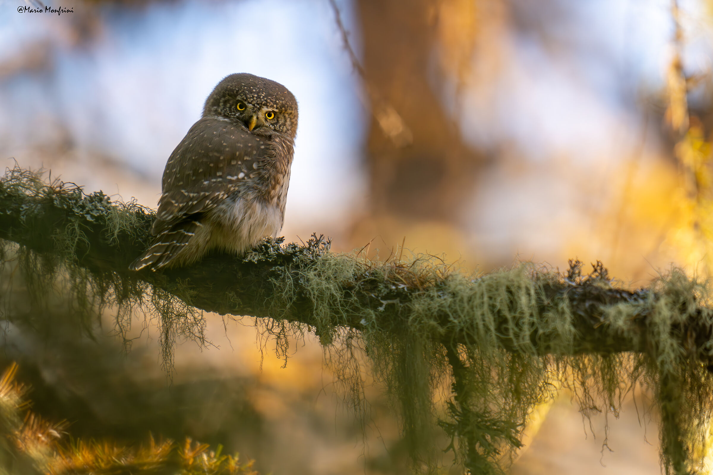 The poetry of the autumn forest