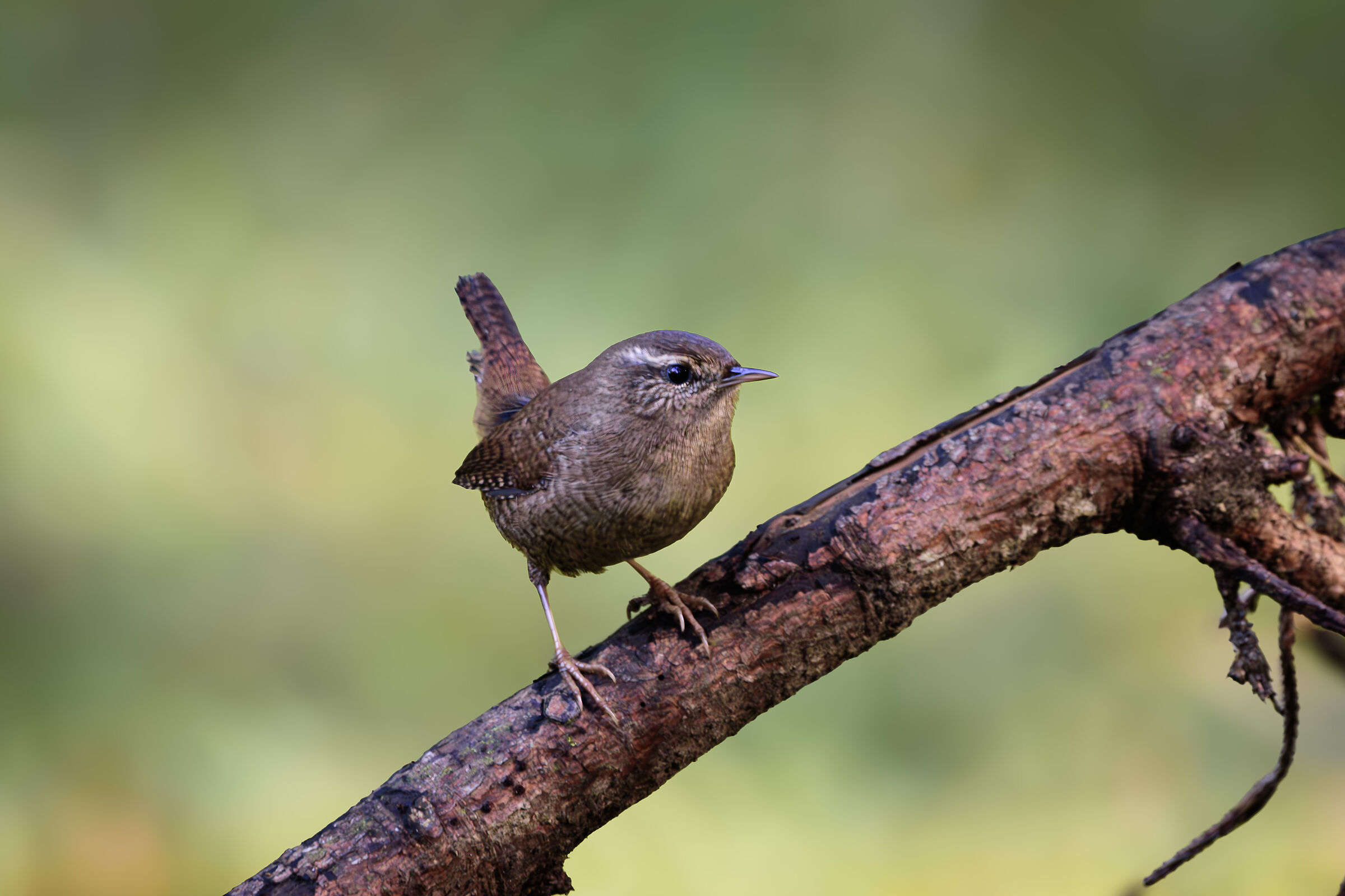 Common Wren