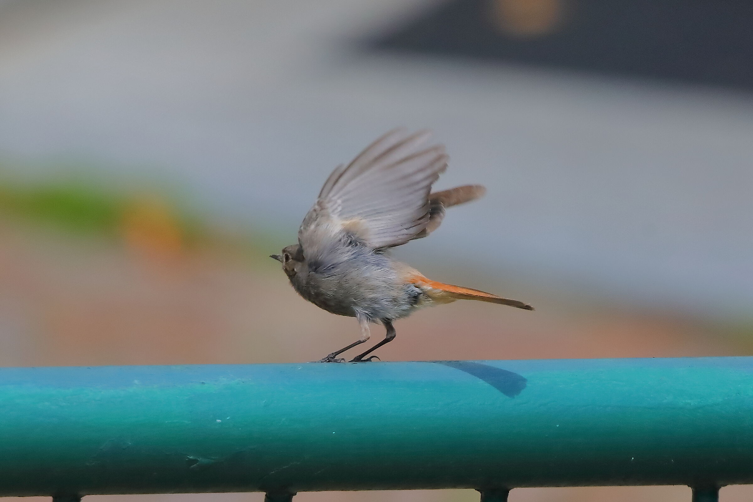 Codirosso S F 04 luglio 2024 - 0074