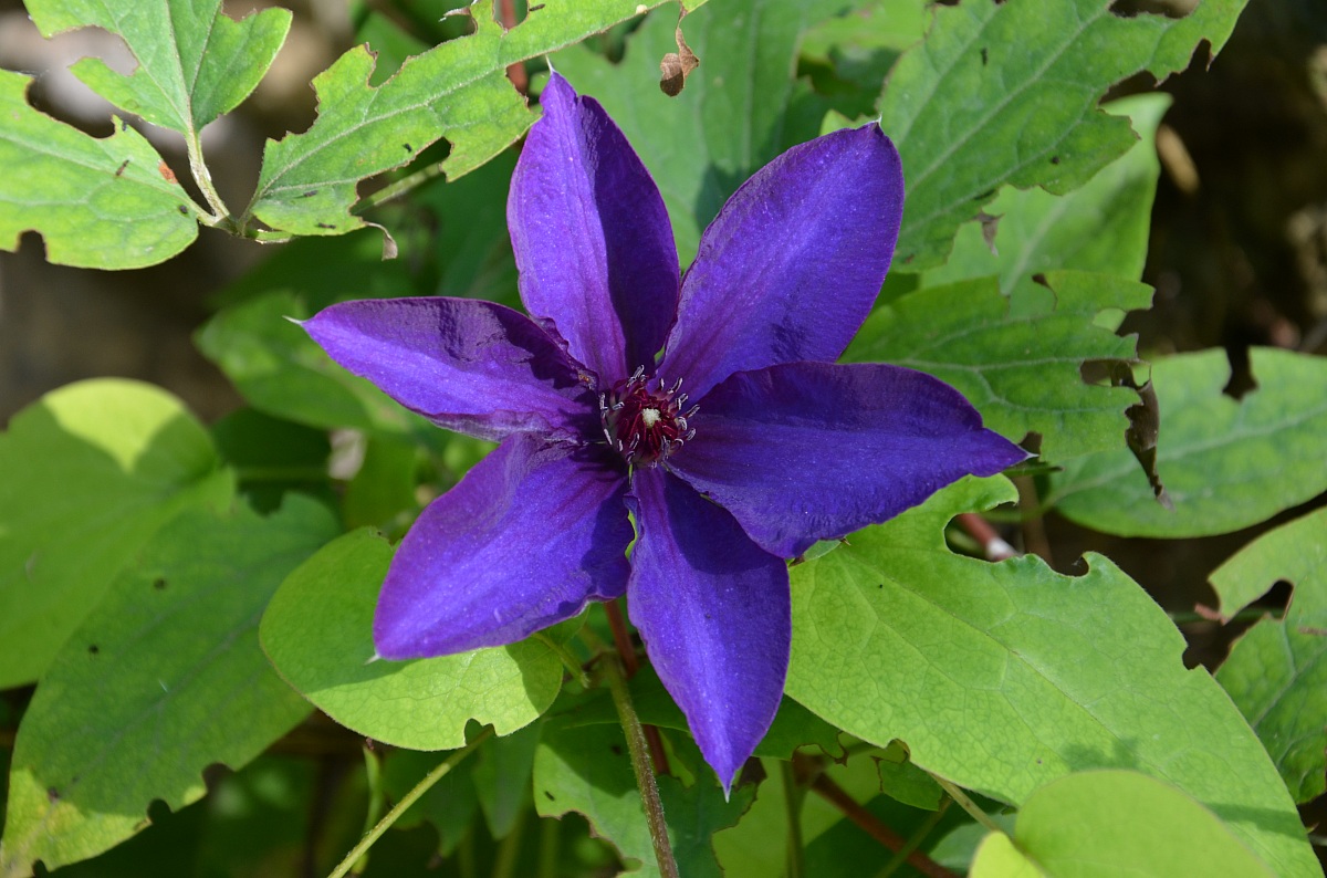 Fiore viola