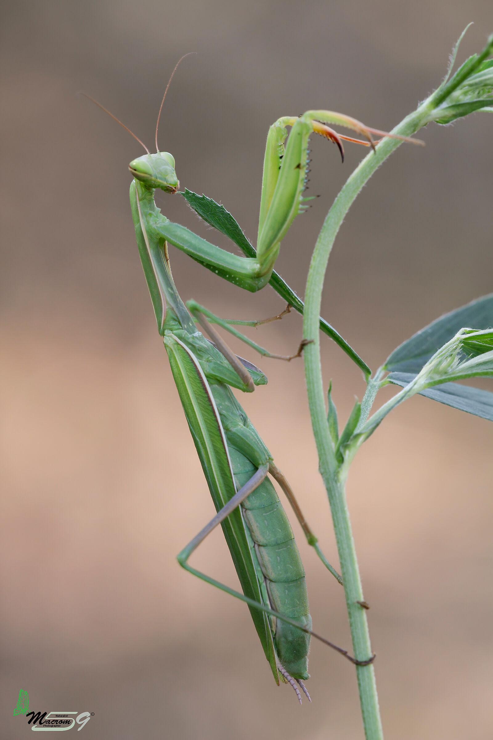 Mantis...