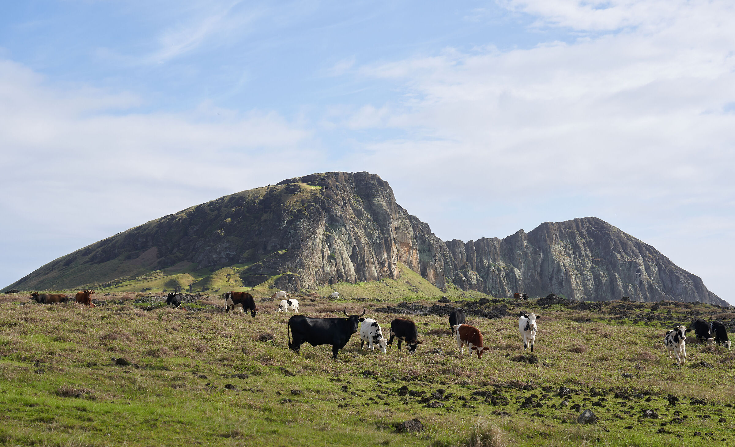 Mucche al pascolo vicino al Vulcano Rano Raraku