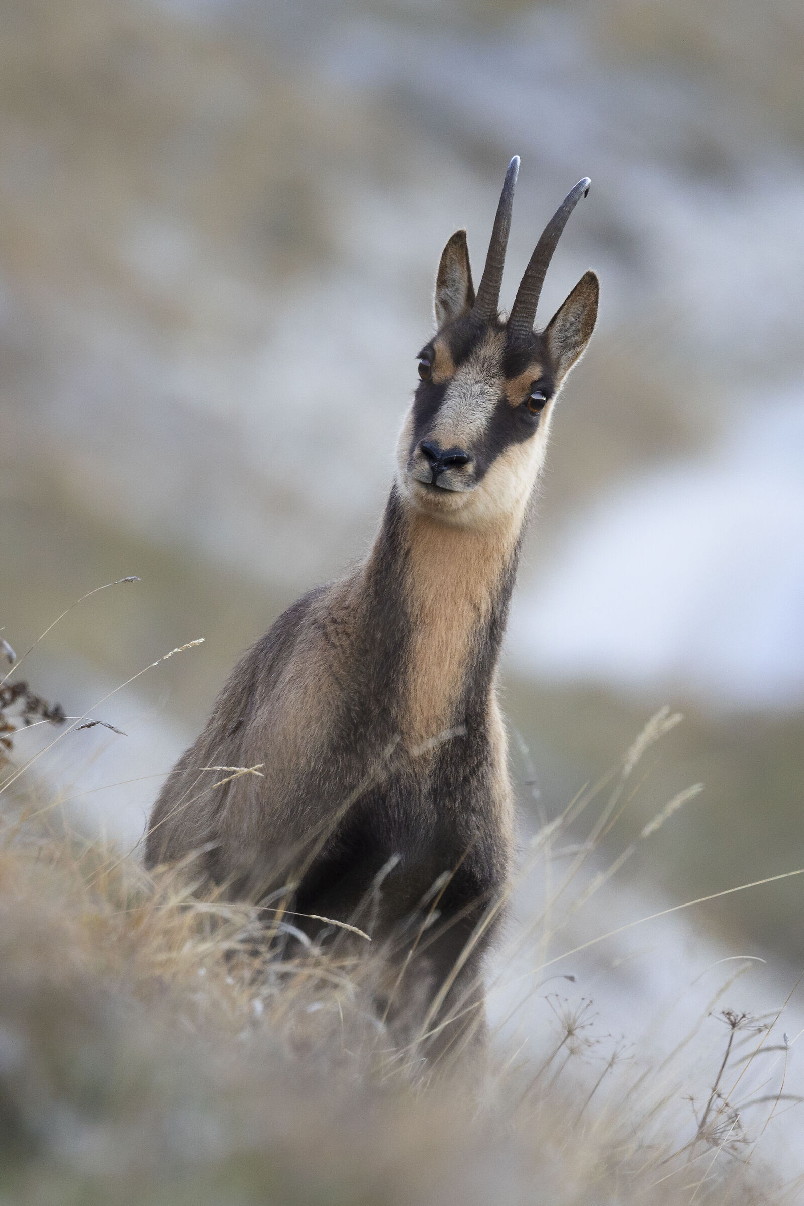 Apennine chamois