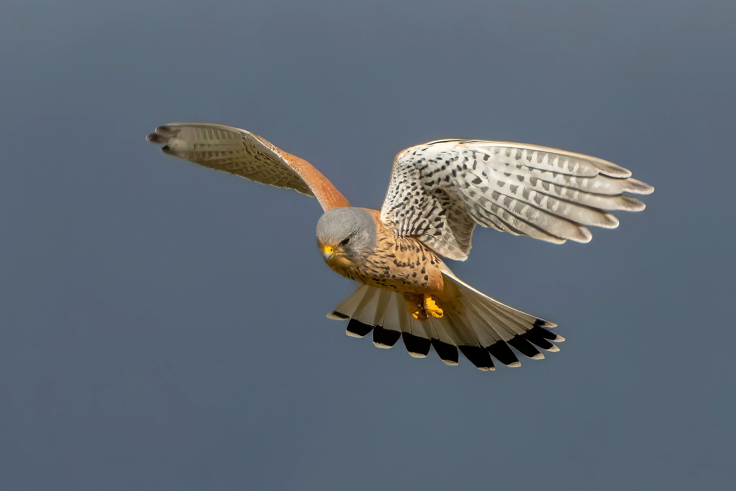 Gheppio (Falco tinnunculus)