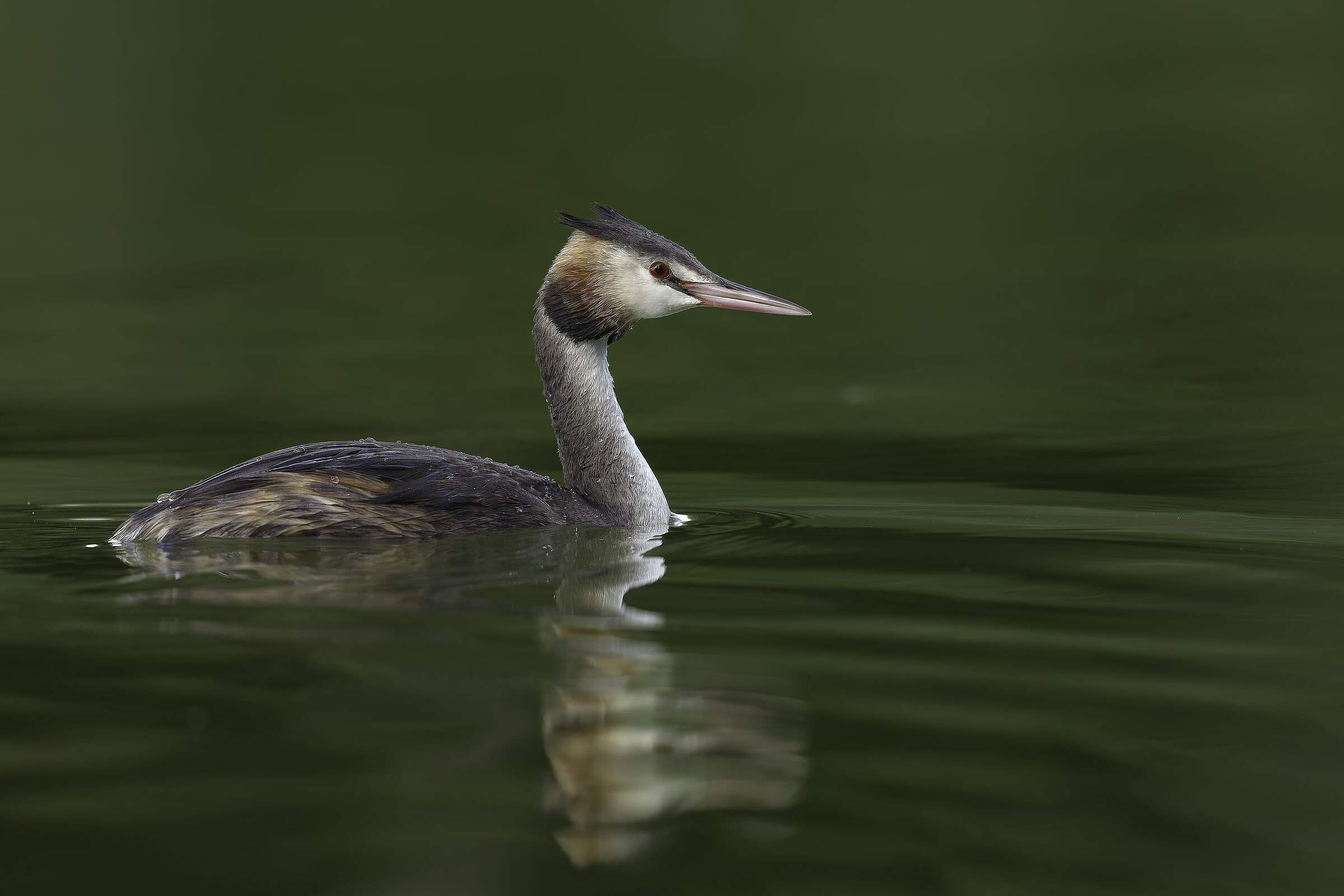 Grebe