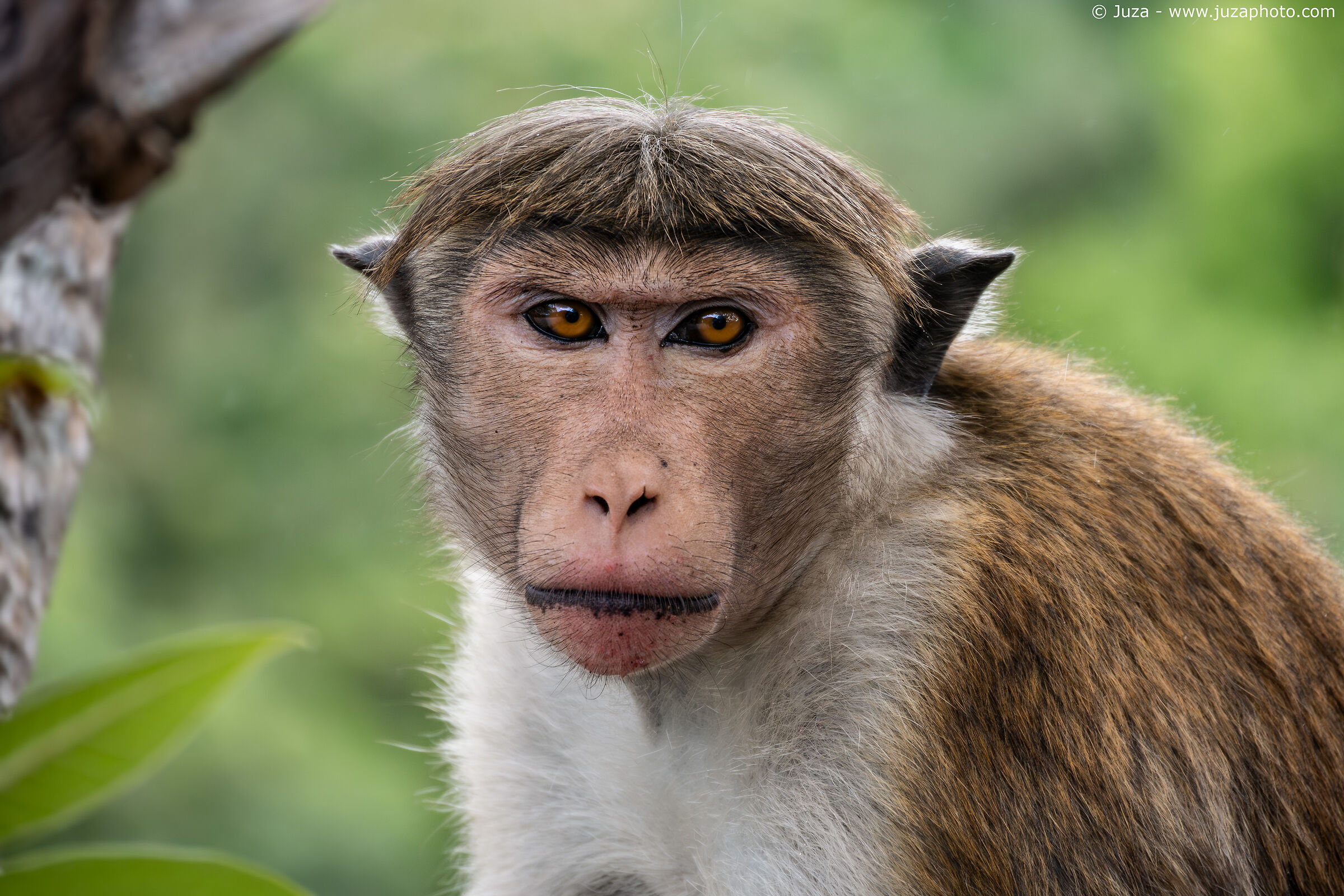 Macaco dal berretto (Macaca sinica)