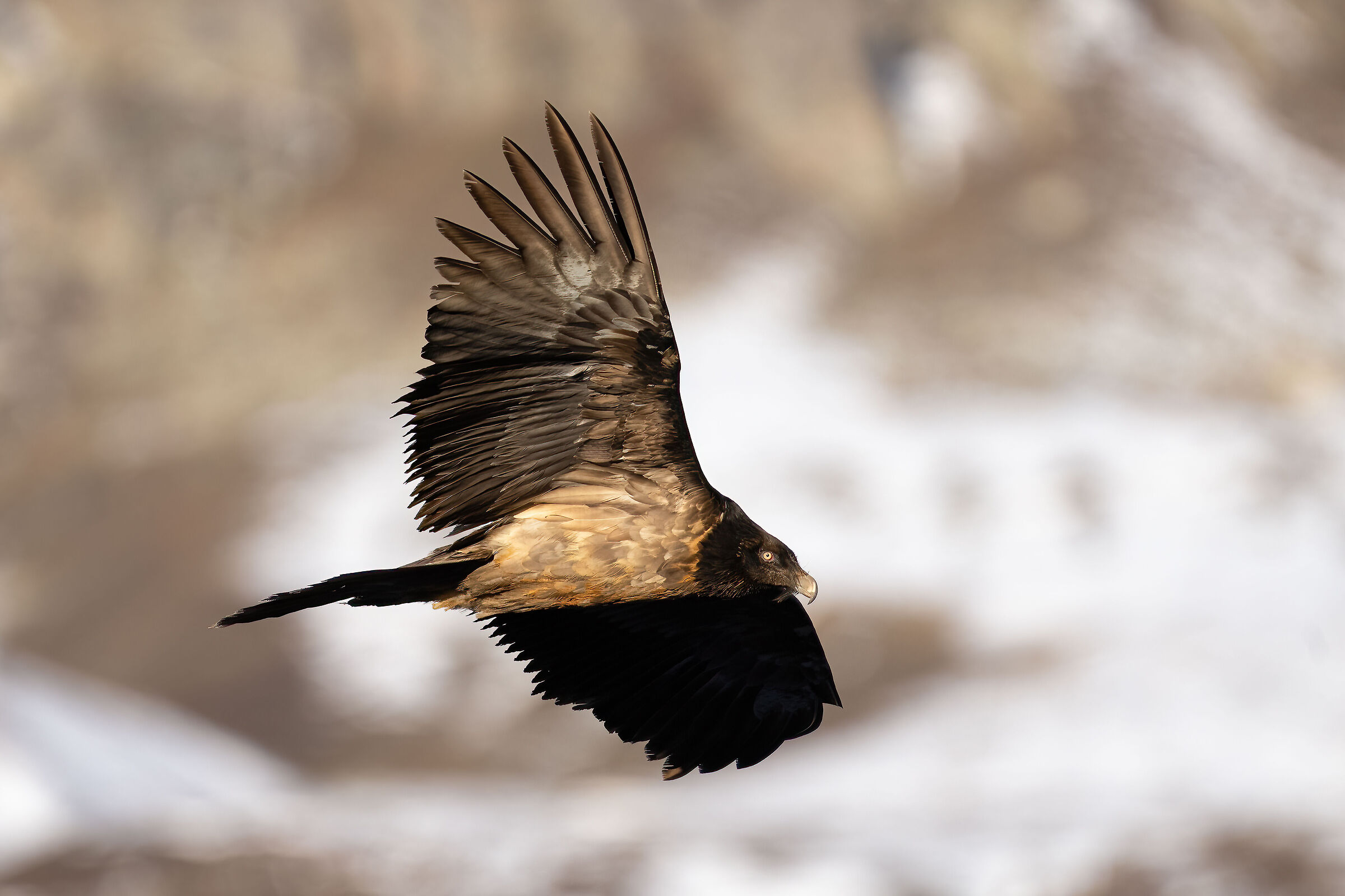 Gypaetus barbatus - Gran Paradiso National Park