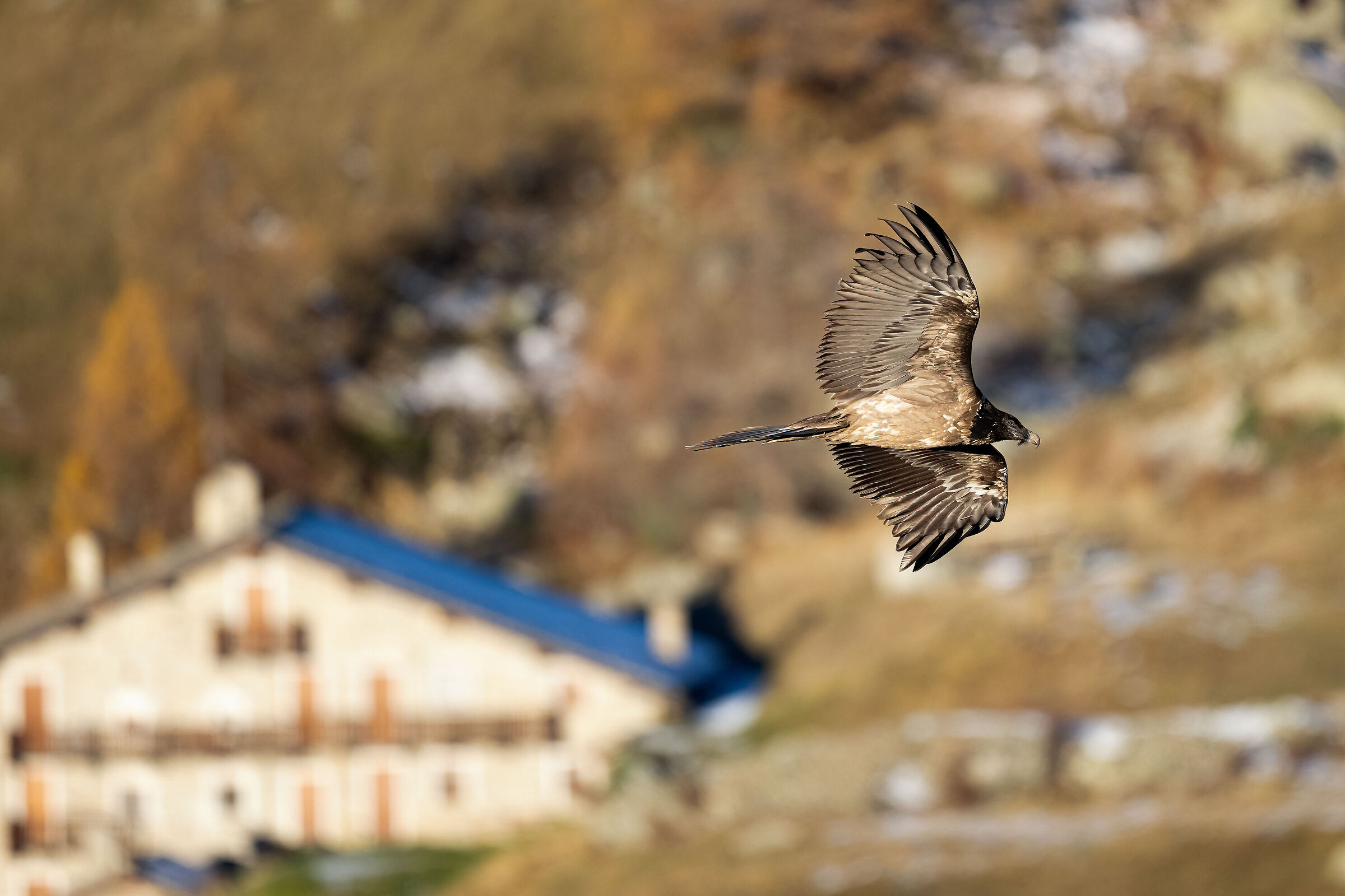 Gypaetus barbatus - Gran Paradiso National Park