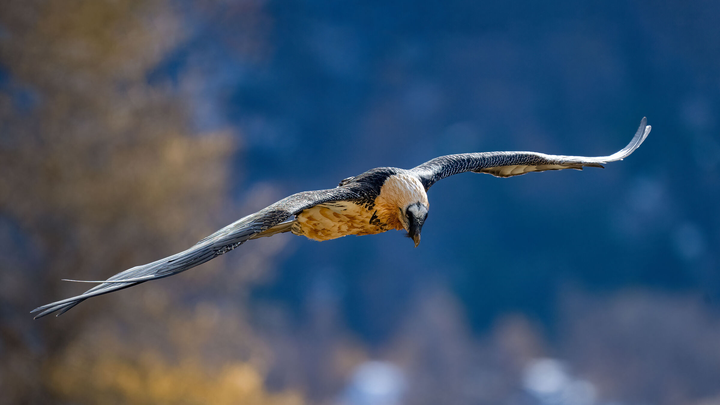 Gypaetus barbatus - Gran Paradiso National Park