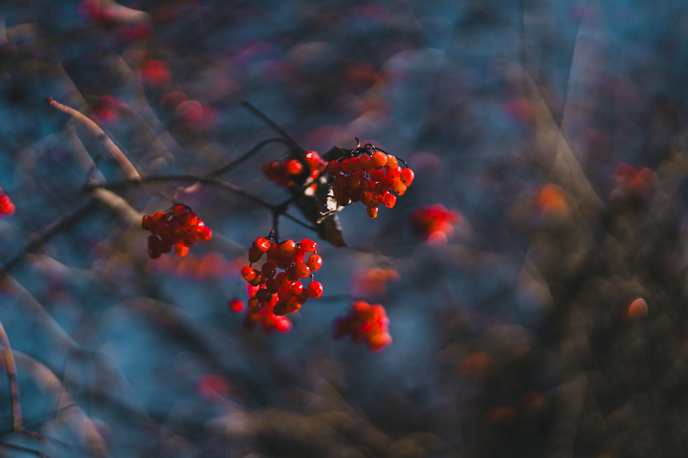 Gli ultimi frutti prima del freddo