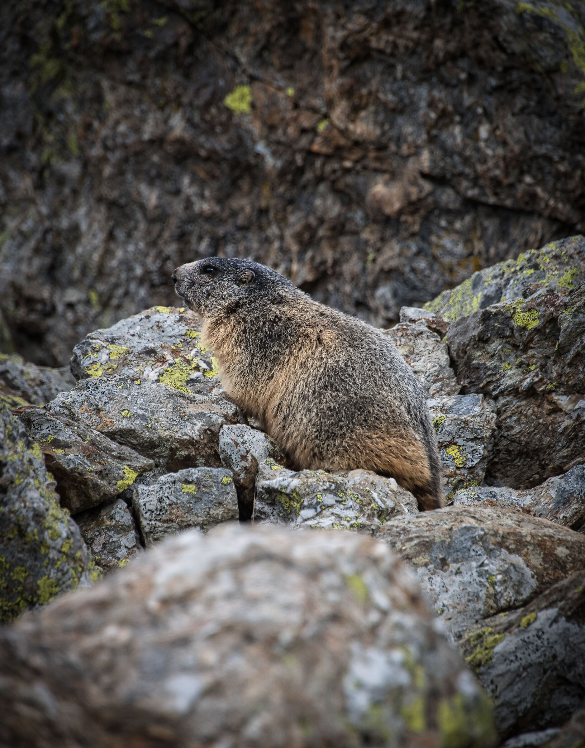 Marmot