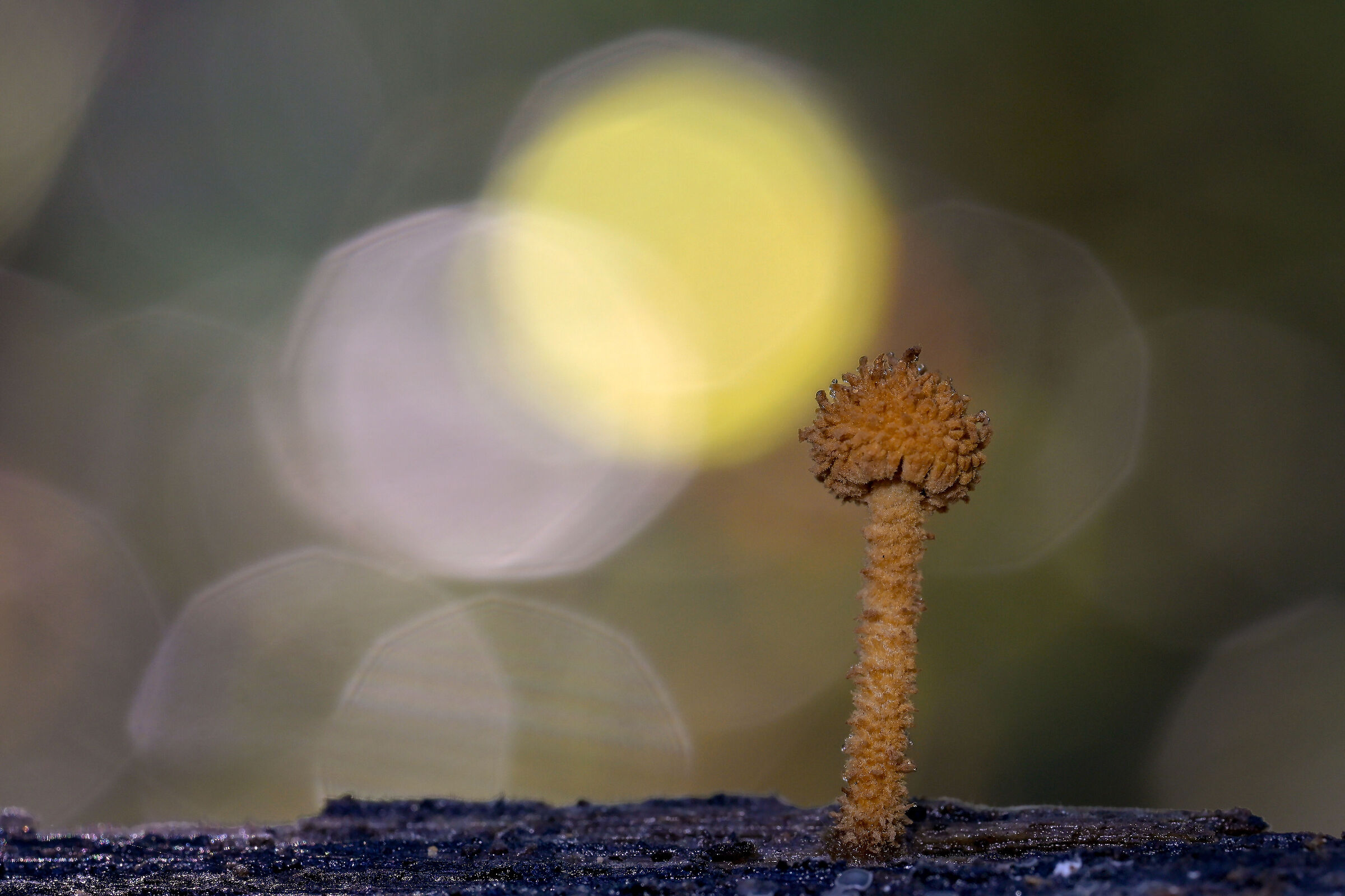 Flammulaster muricatus ?