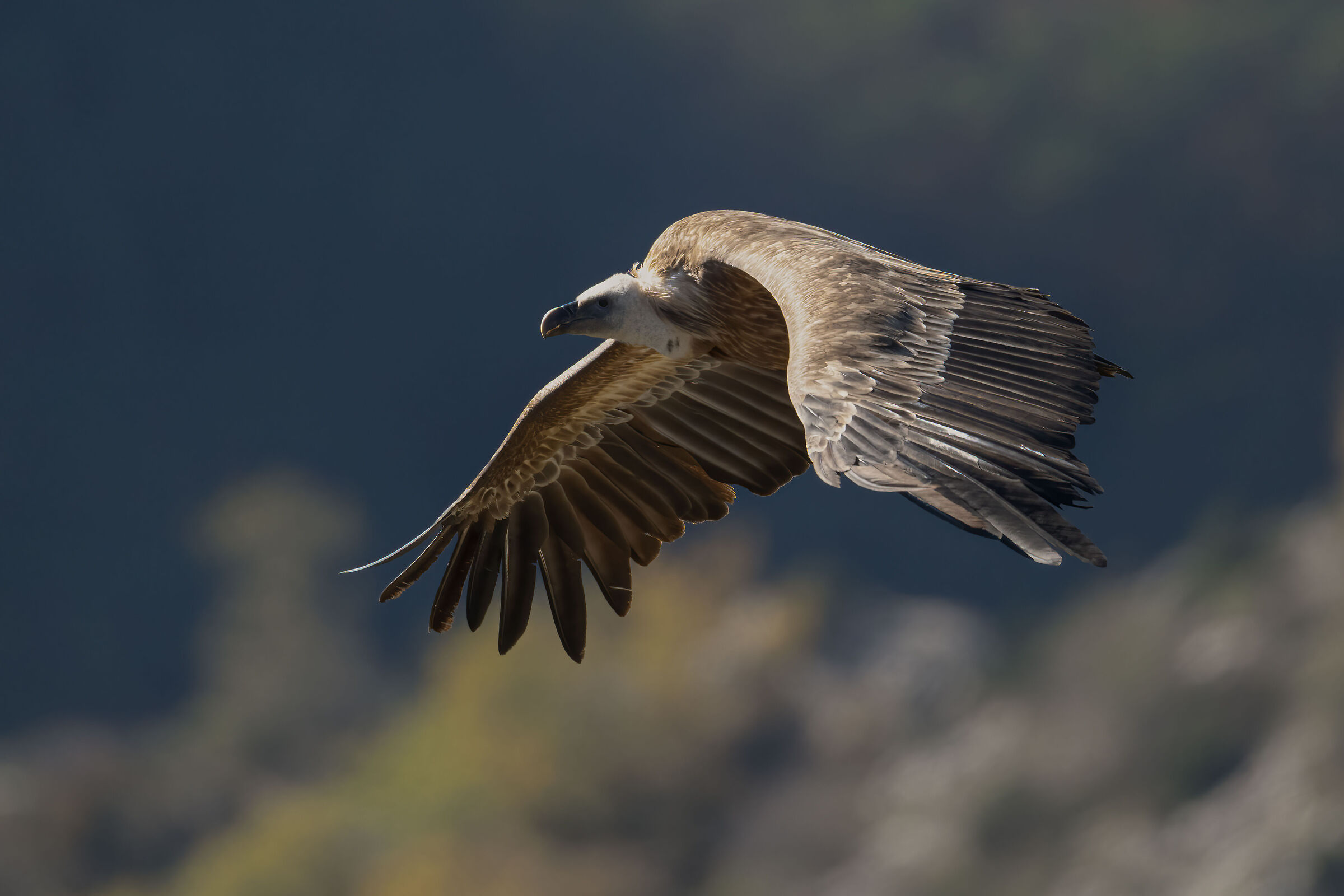 grifone(un po' controluce...)