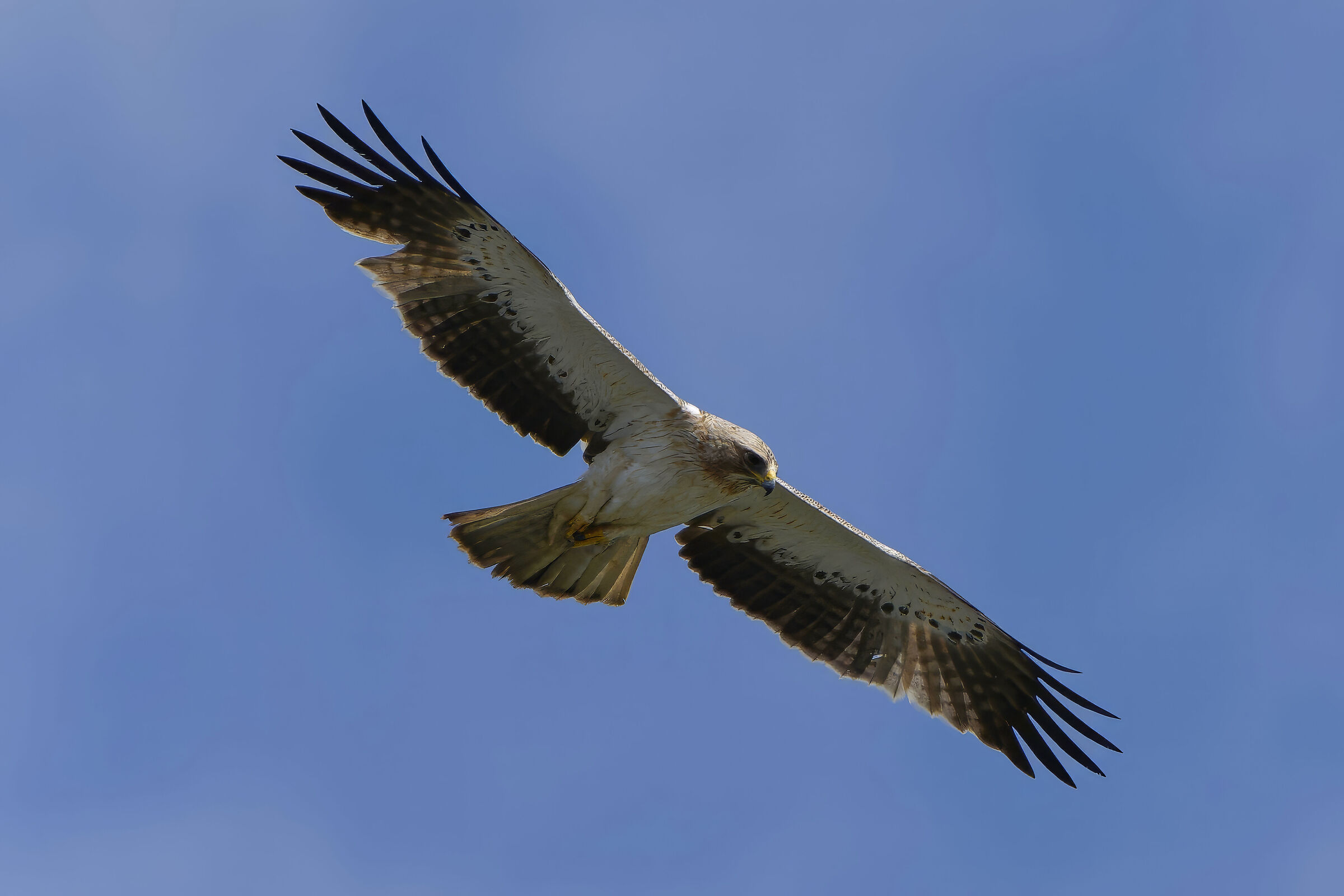Booted eagle