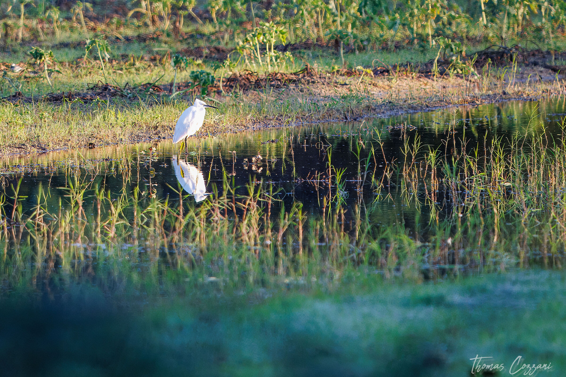 Egret
