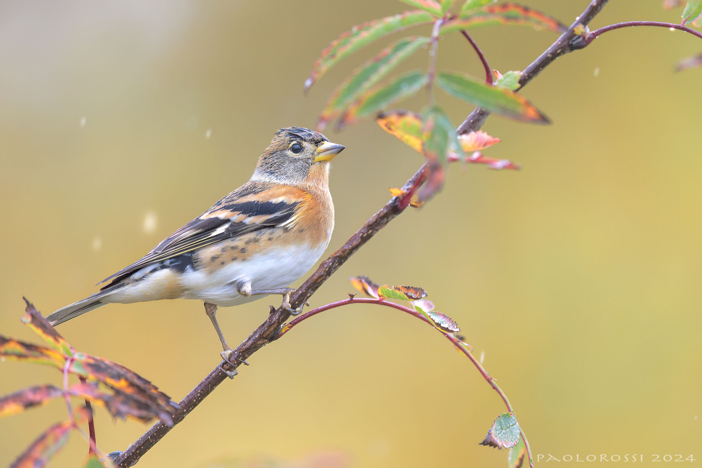 Brambling...