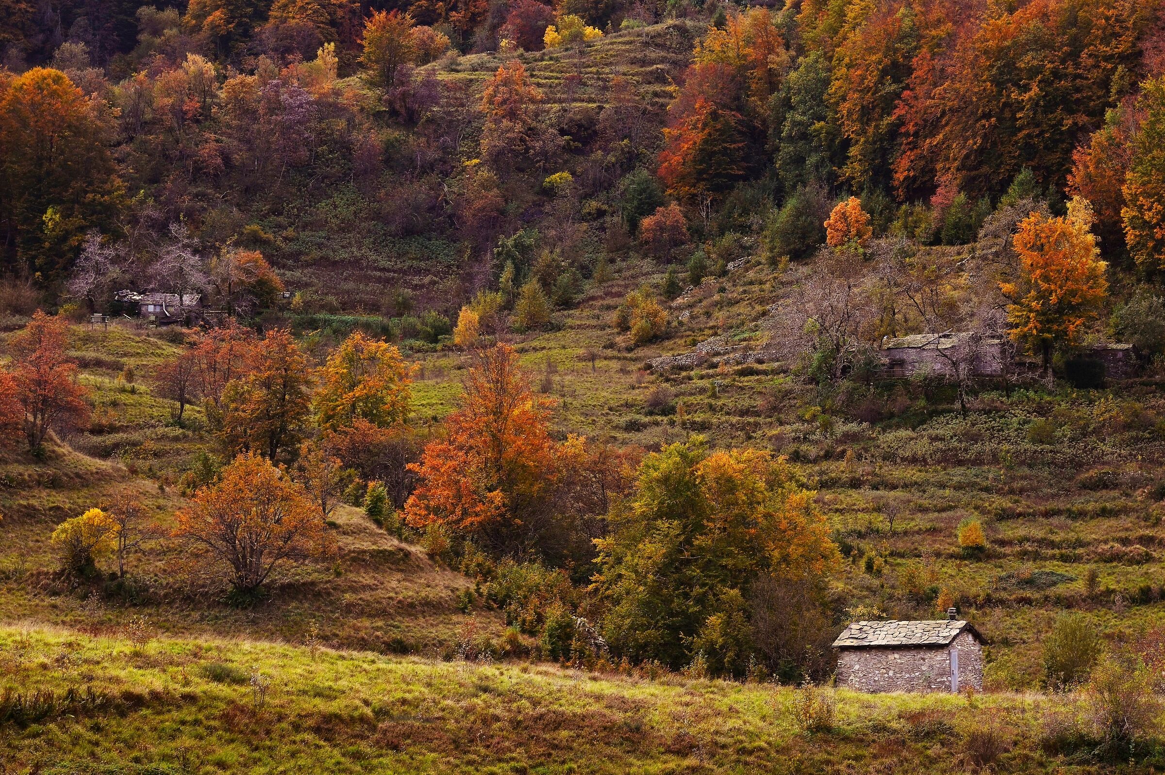 Rural Autumn