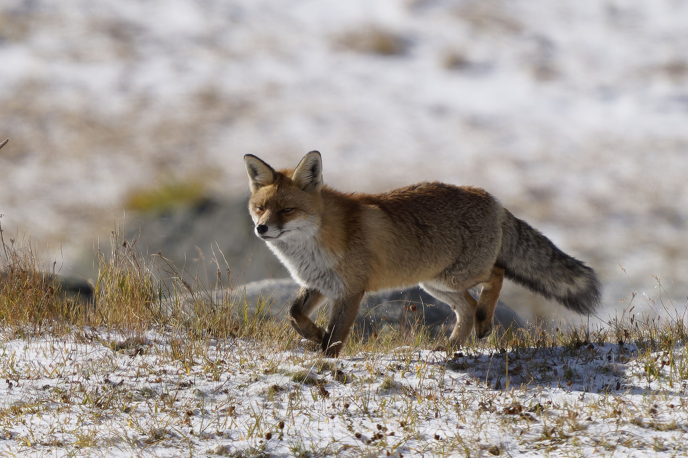 Fox