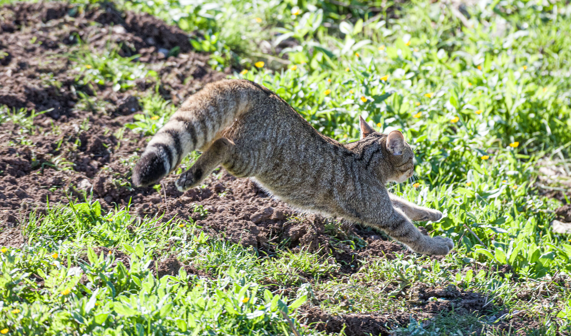 Small wildcat