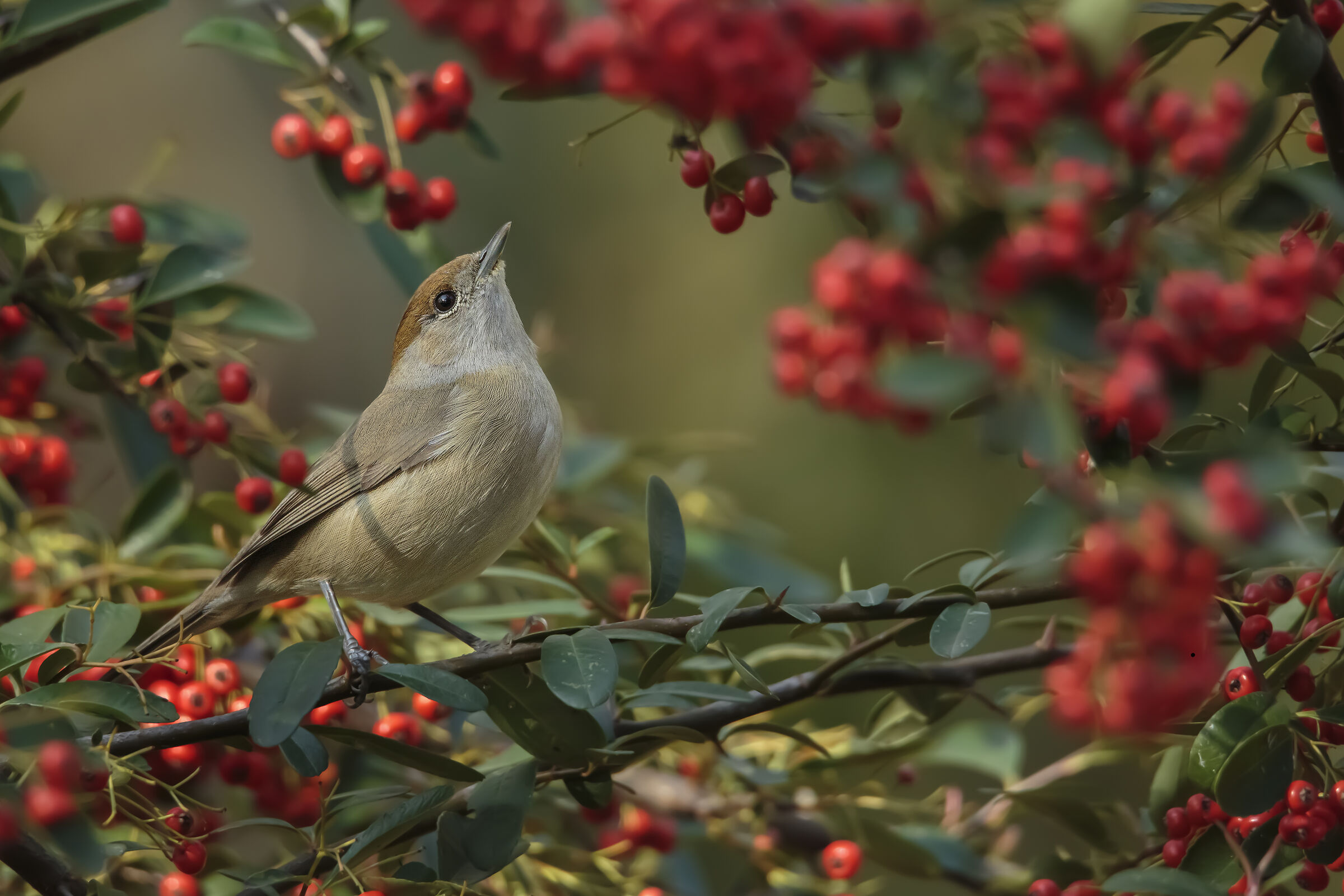 Female blackcap with upturned nose!