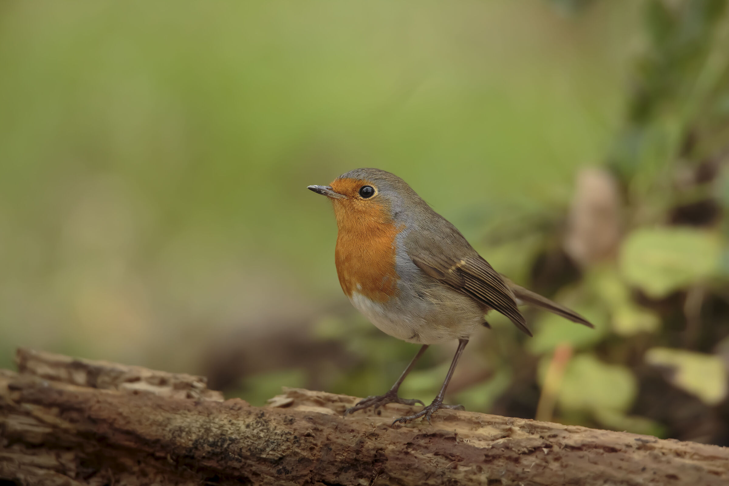 Pot-bellied robin