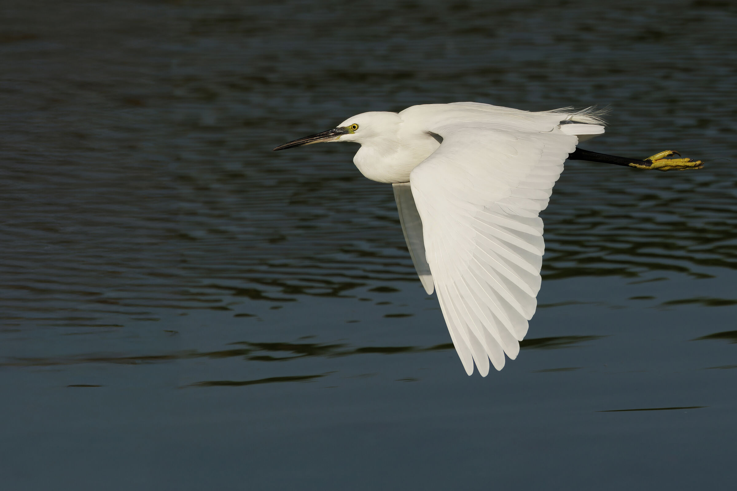 Garzetta (Egretta garzetta)