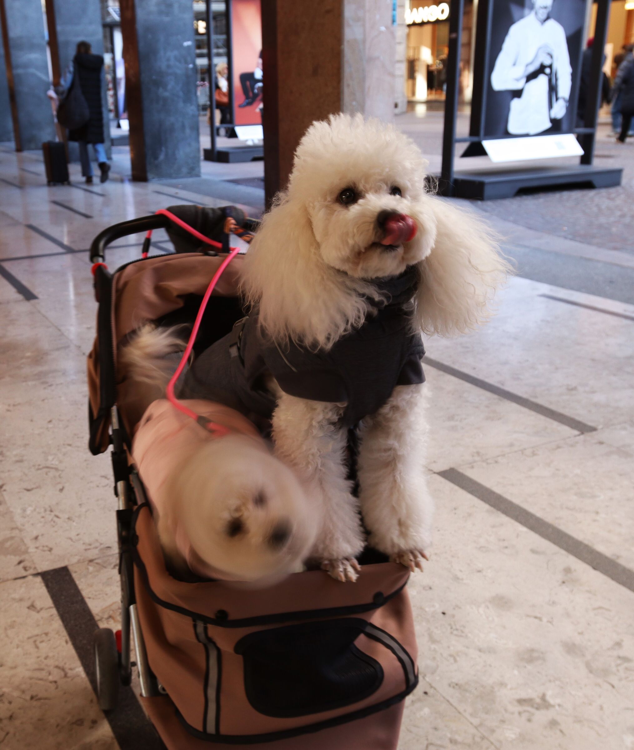 Io mi scrollo ed io mi lecco!