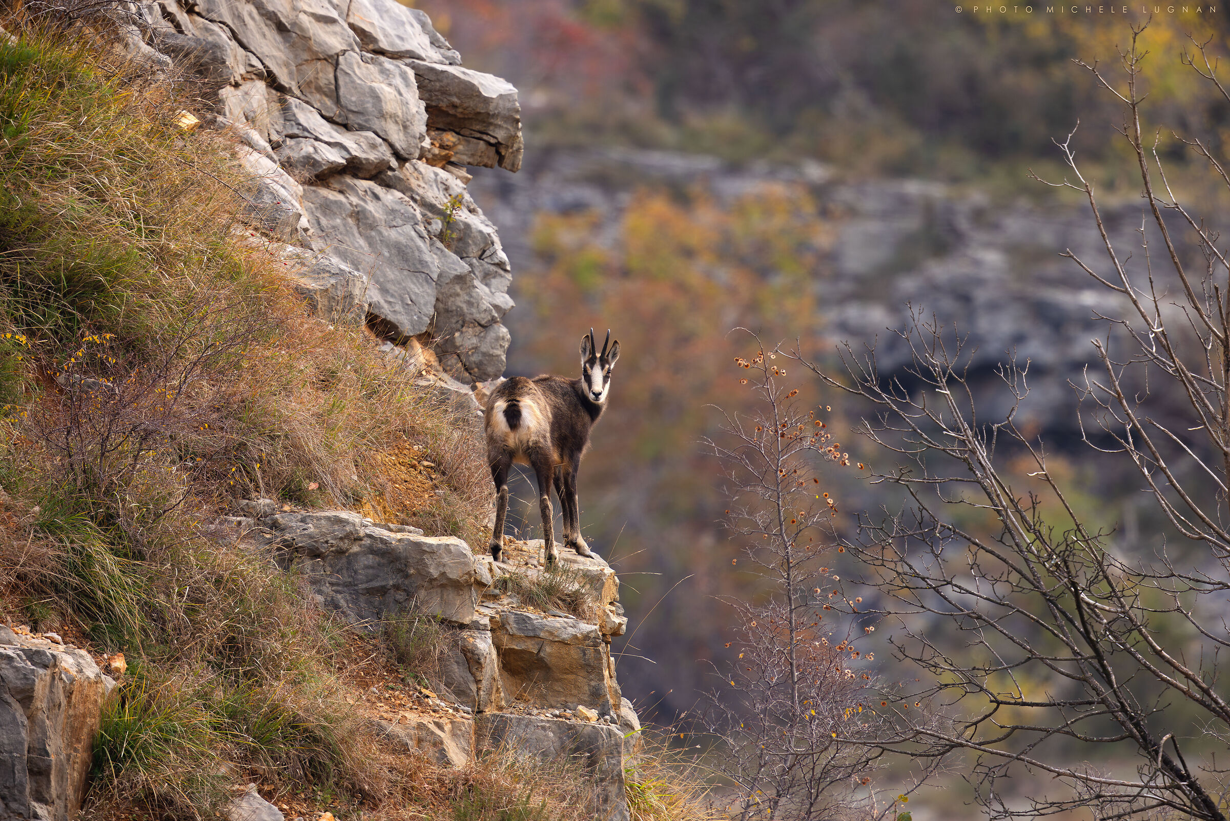 Rupicapra rupicapra (alpine chamois)
