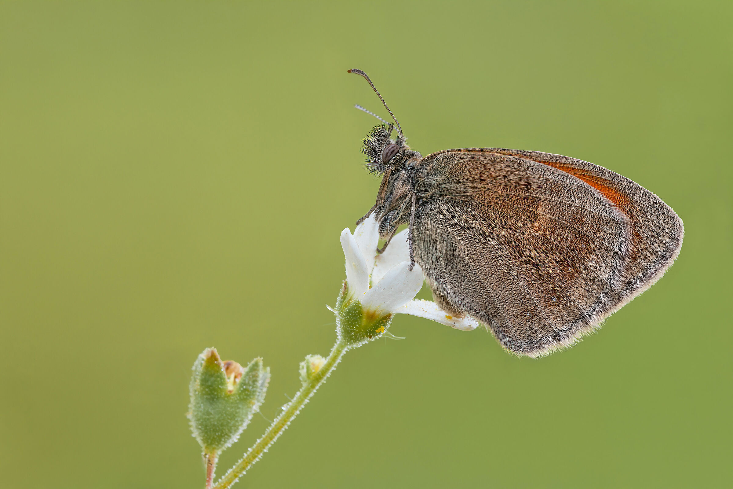 Coenonympha pamphilus