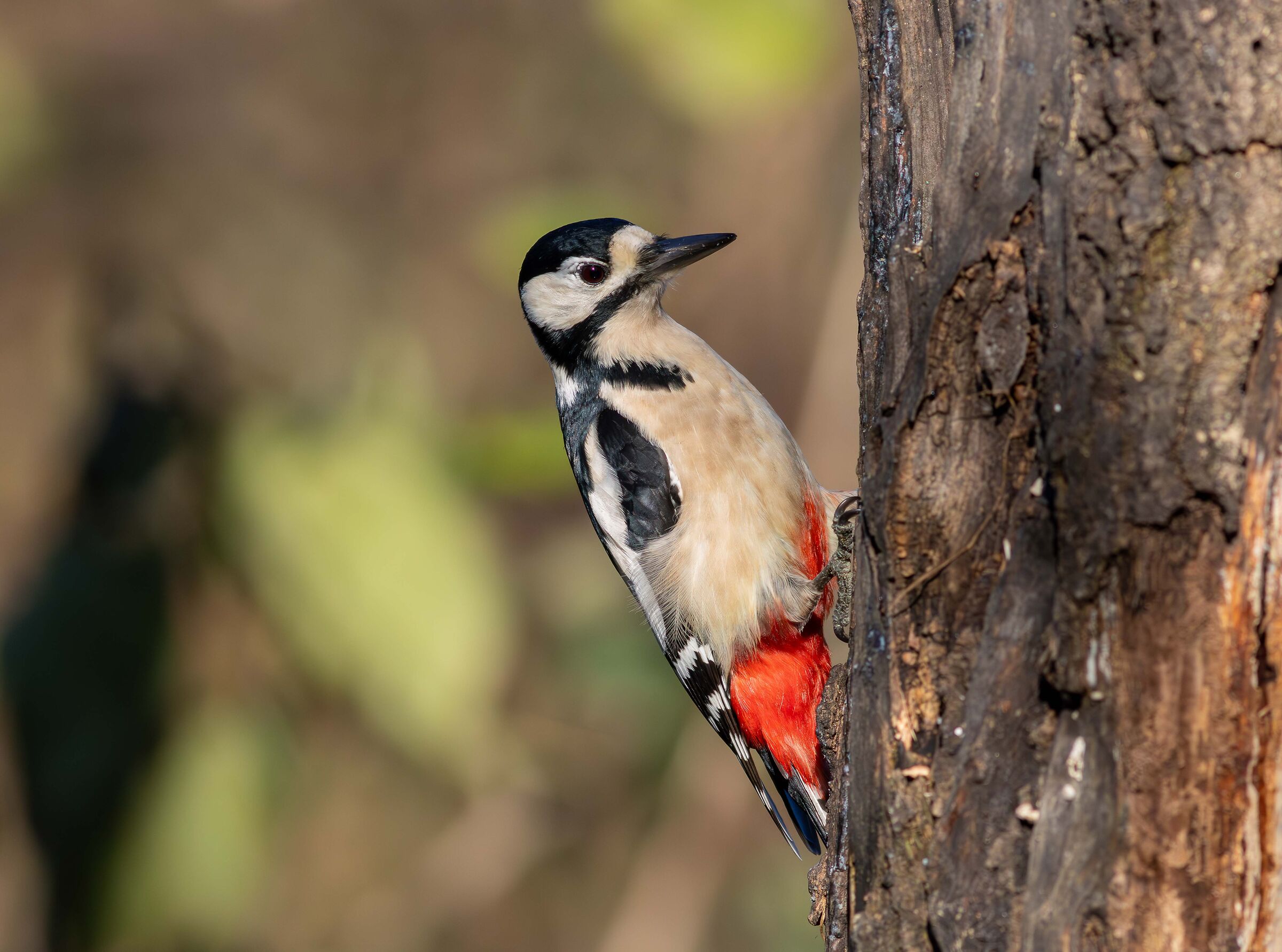 Great Spotted Woodpecker