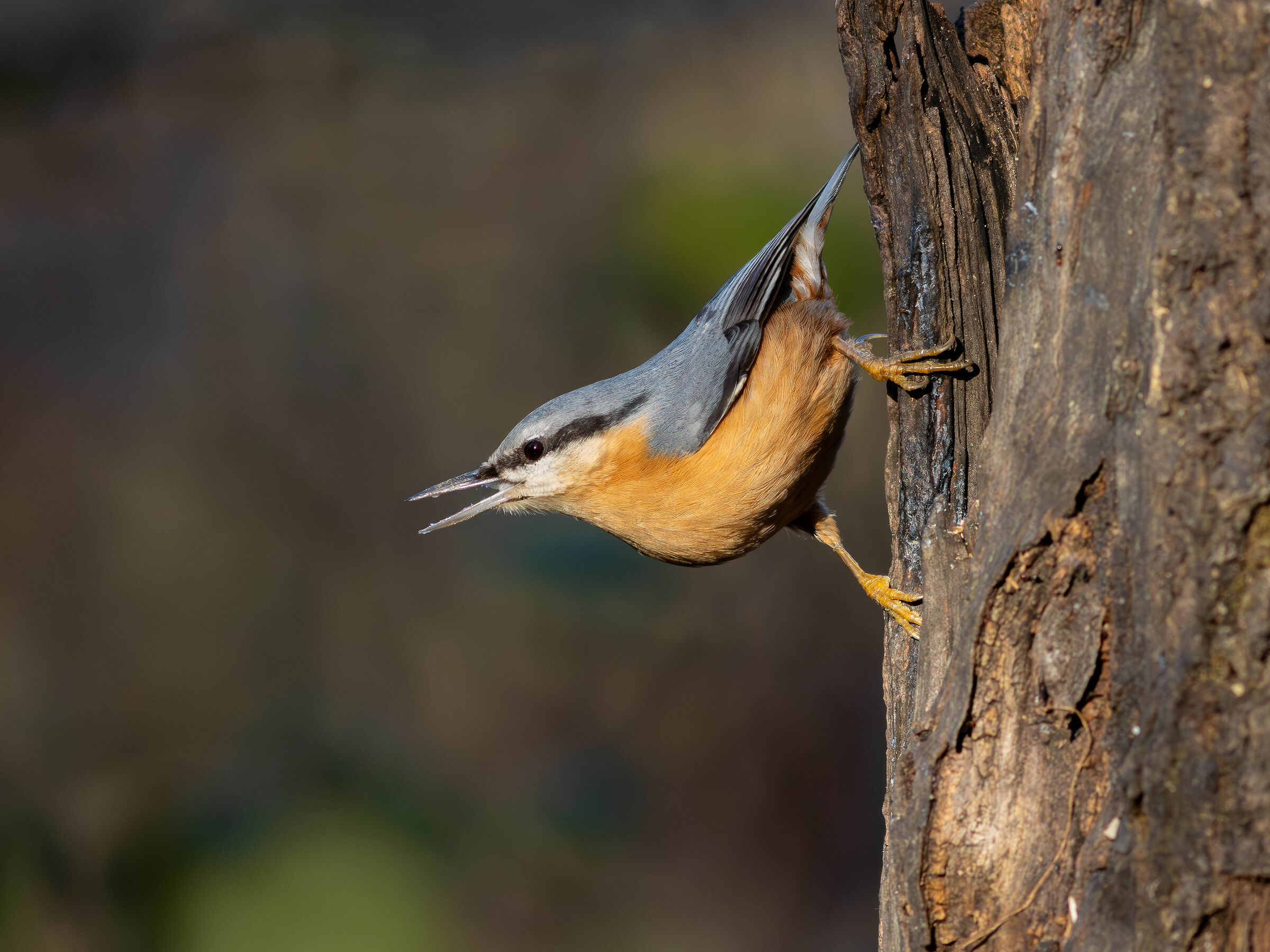 Wood nuthatch