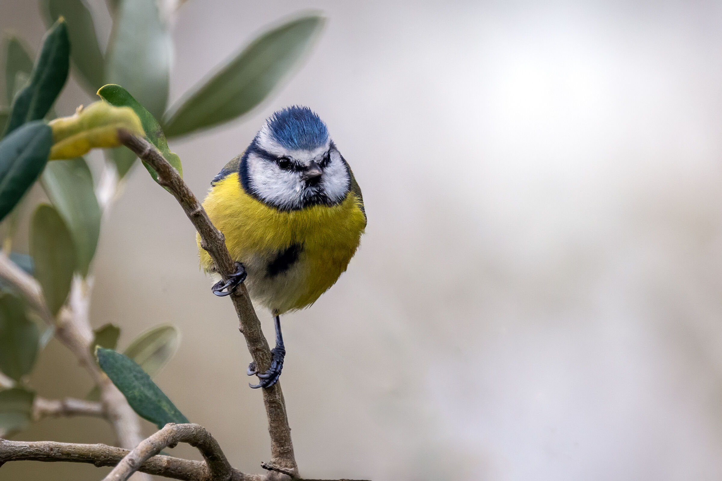 The blue and the olive tree