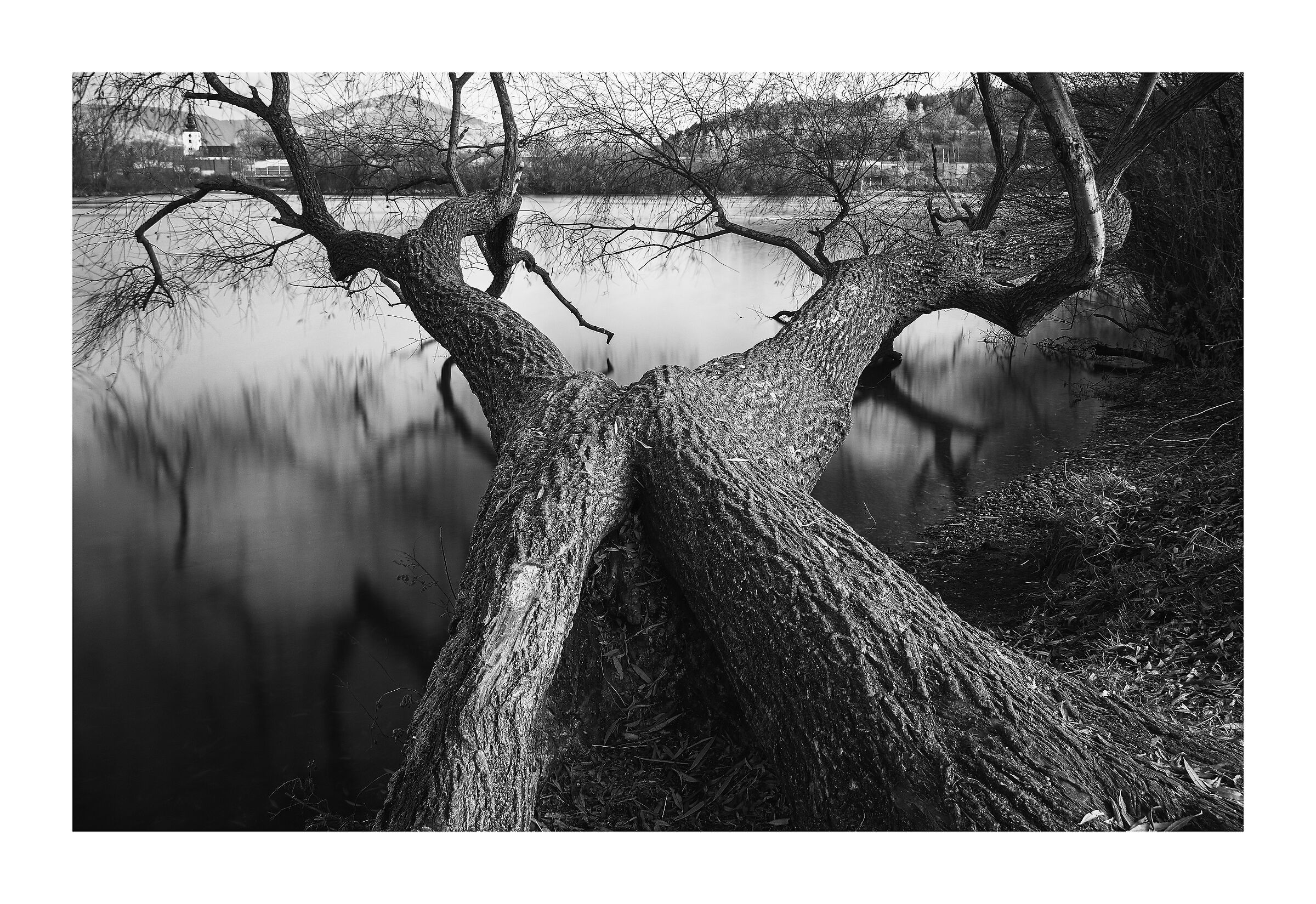 tree