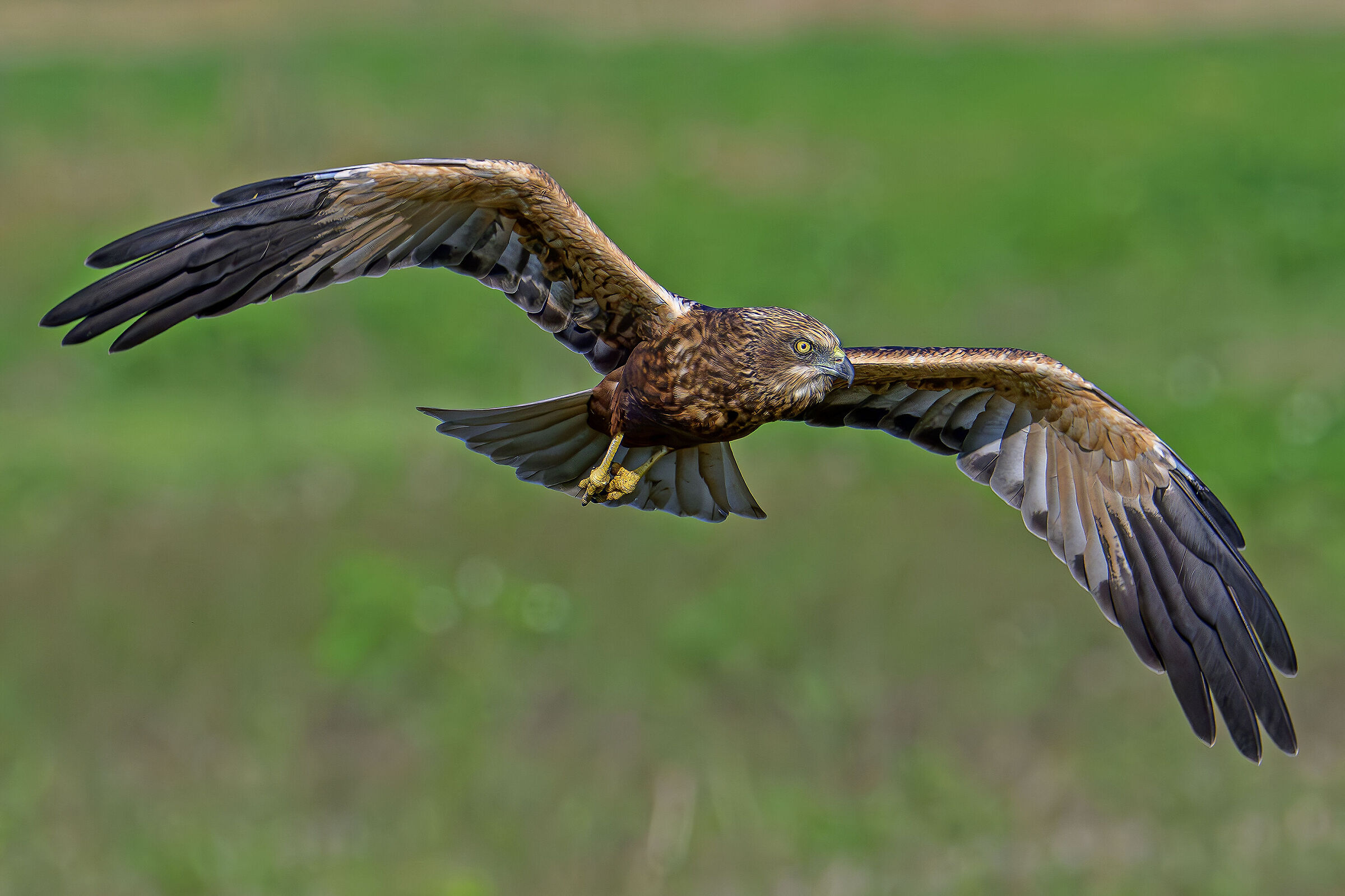 The eyes of the hunter . Male marsh harrier.